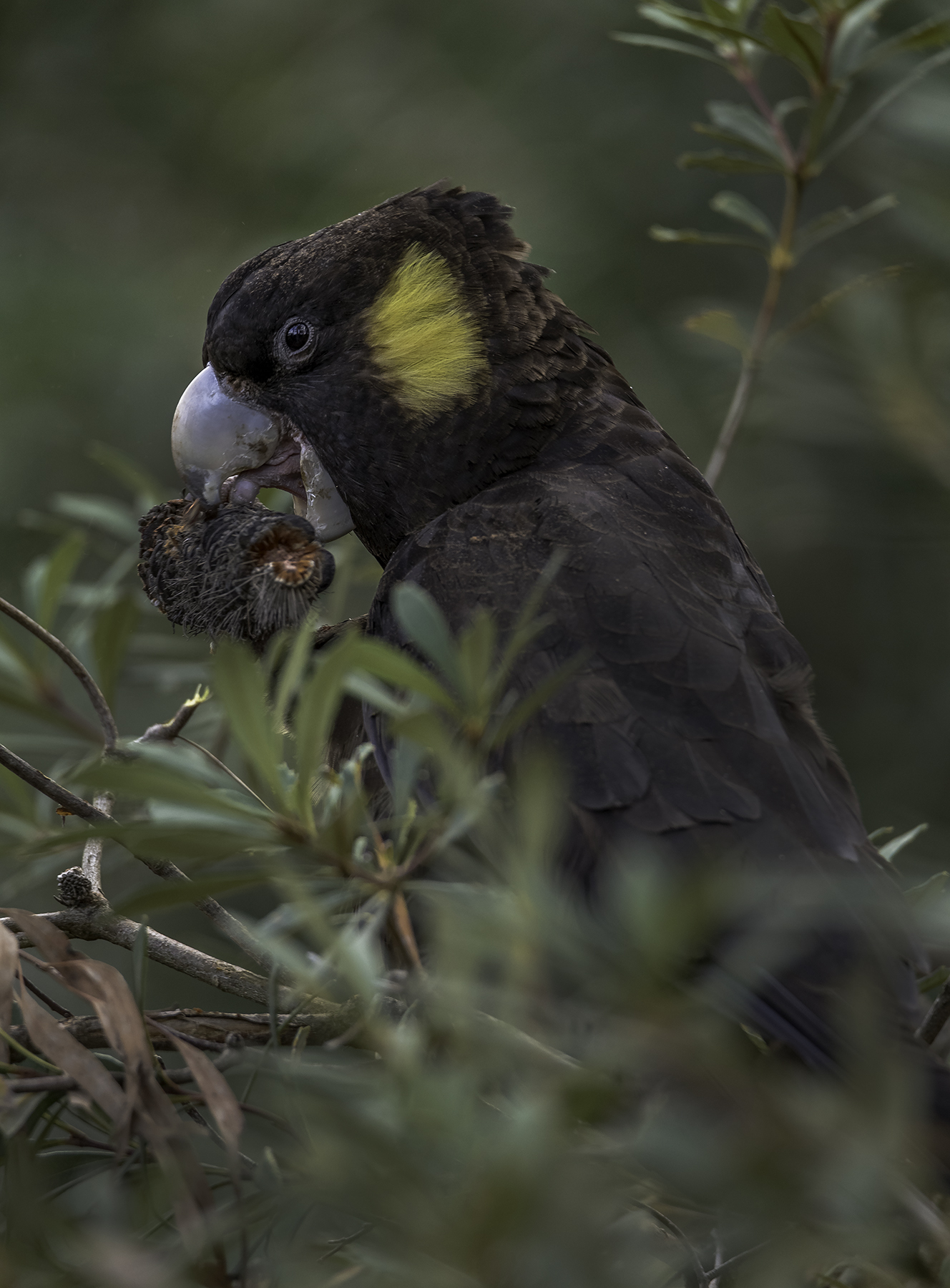 Yellow-tailed Black-Cockatoo (Image ID 42018)