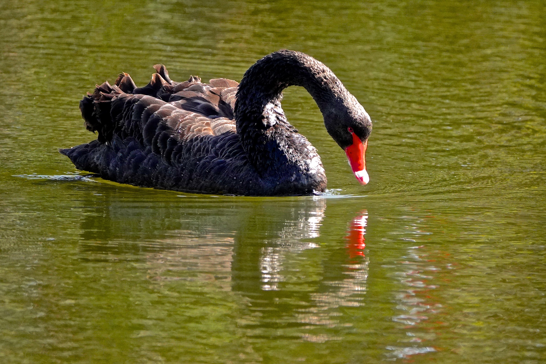 Black Swan (Image ID 42338)