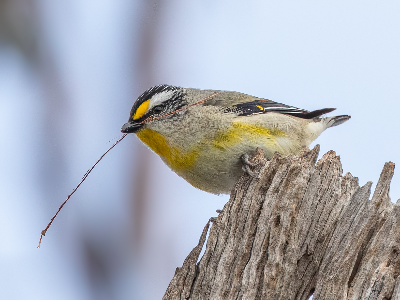 Striated Pardalote (Image ID 42544)