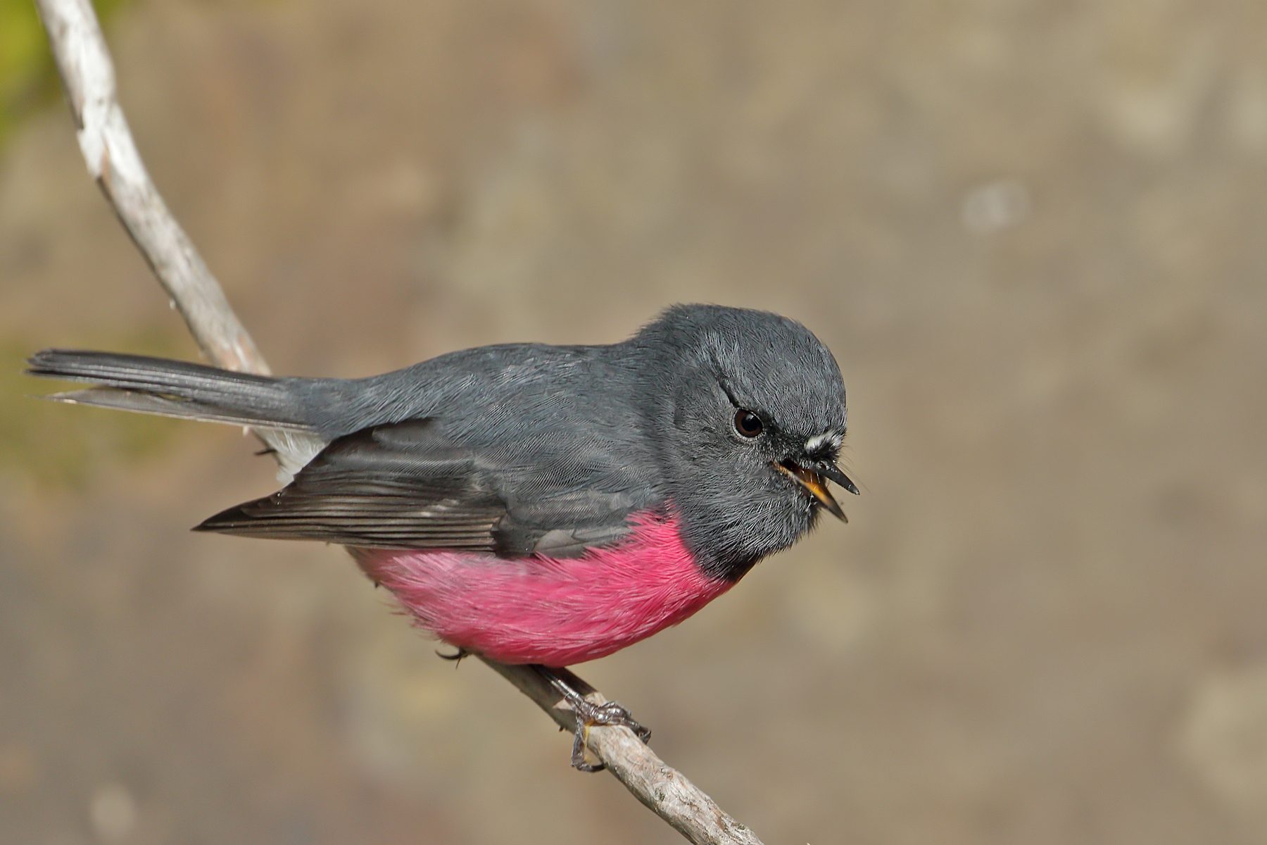 Pink Robin (Image ID 42491)