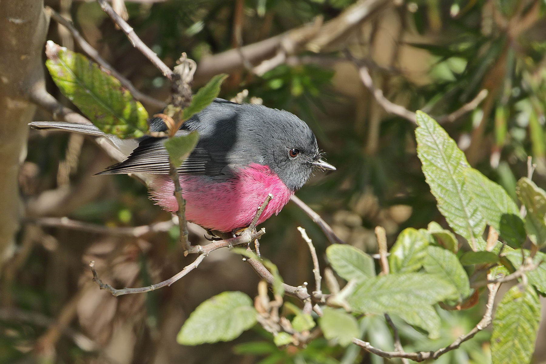 Pink Robin (Image ID 42436)