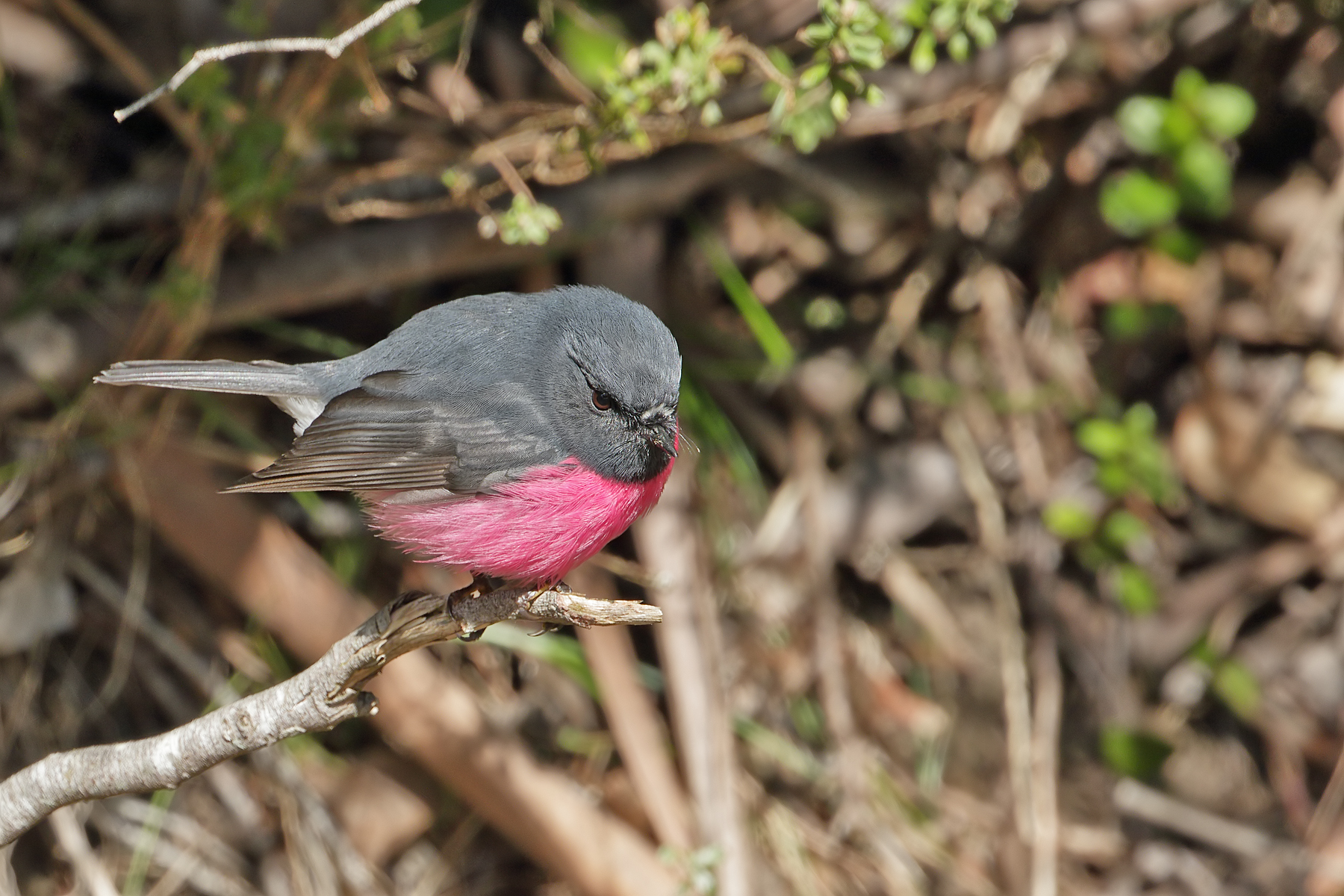 Pink Robin (Image ID 42438)