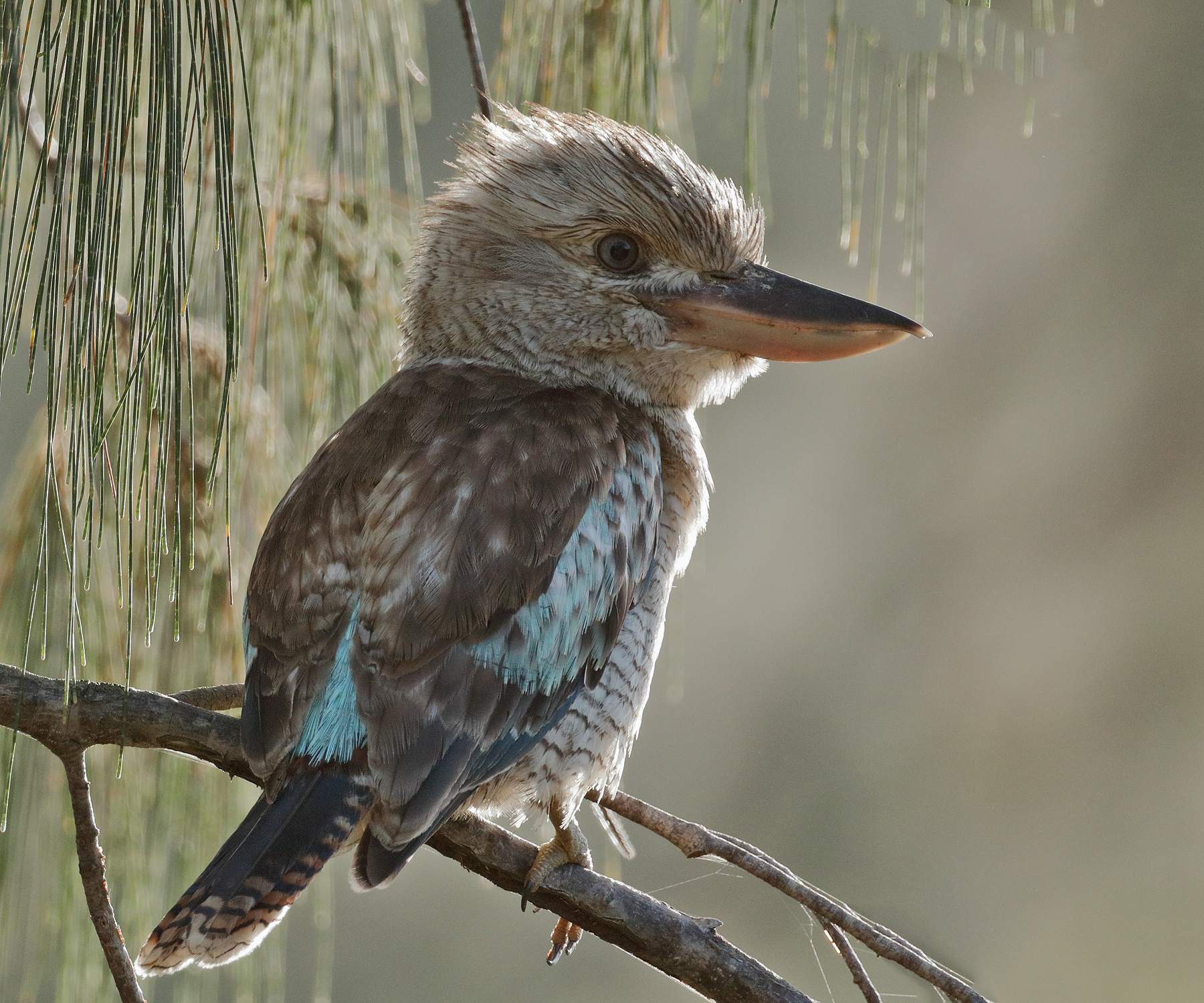 Blue-winged Kookaburra (Image ID 42433)