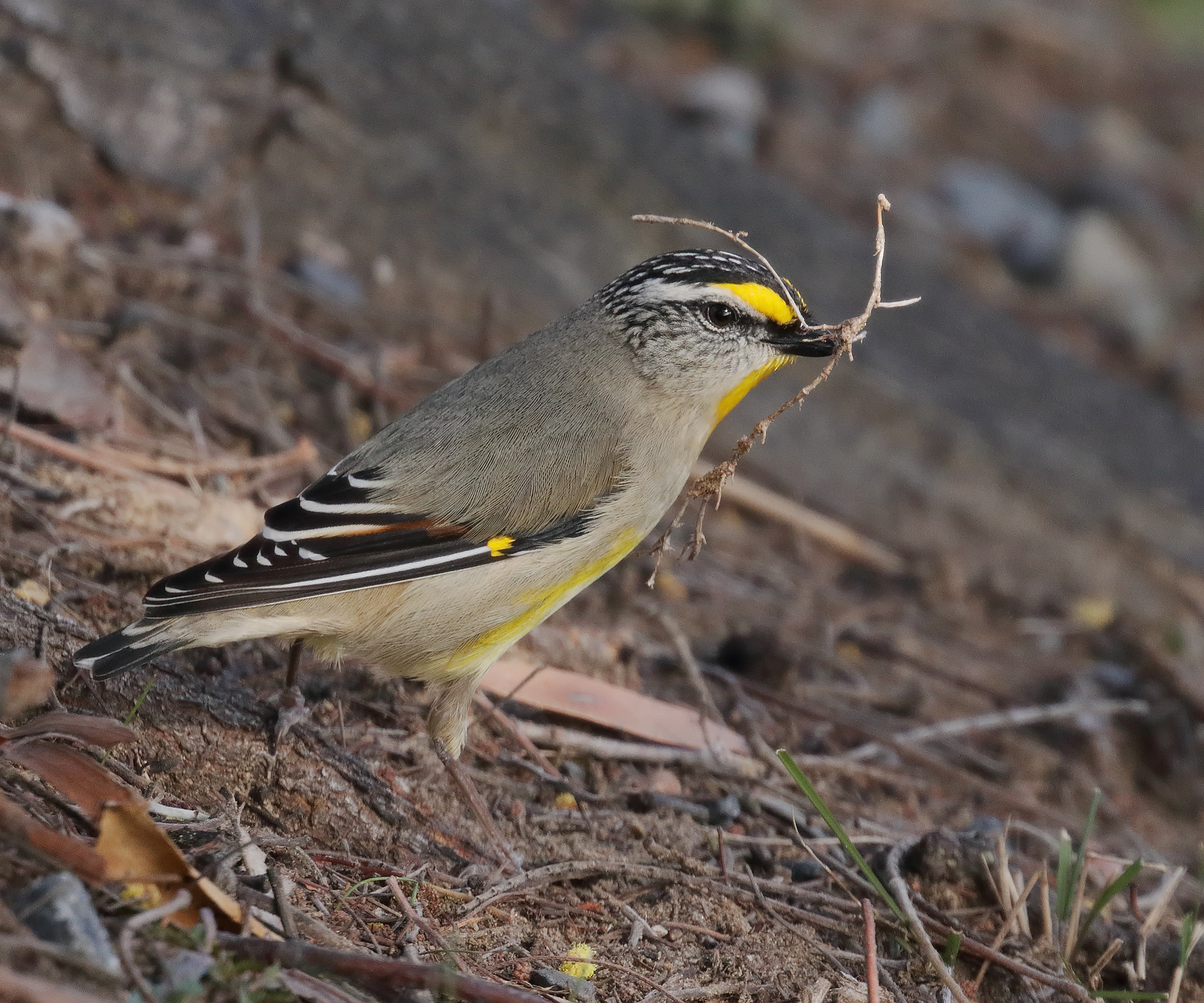 Striated Pardalote (Image ID 42224)