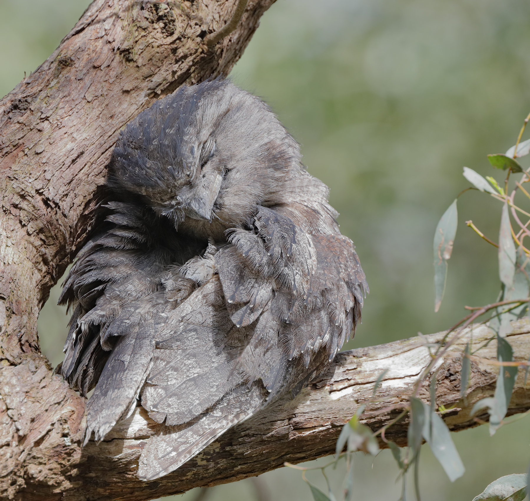 Tawny Frogmouth (Image ID 42627)