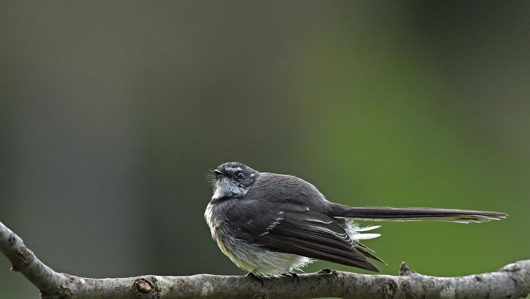 Grey Fantail (Image ID 42281)