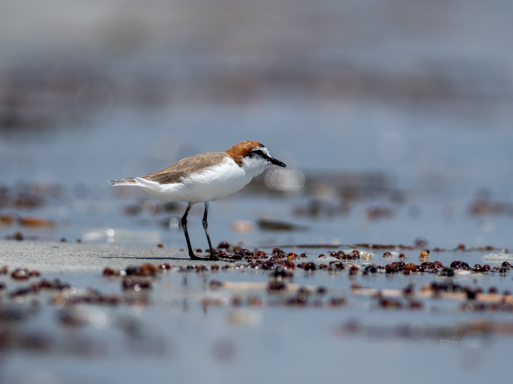 Red-capped Plover (Image ID 42430)