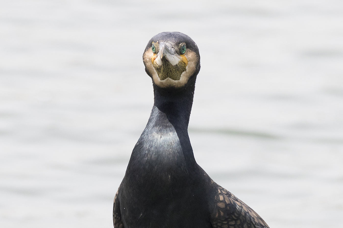 Great Cormorant (Image ID 42329)