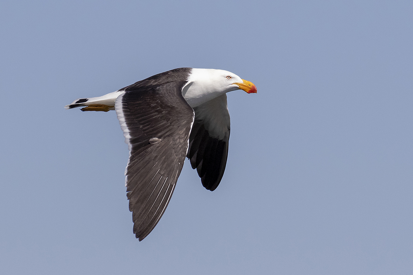 Pacific Gull (Image ID 42330)