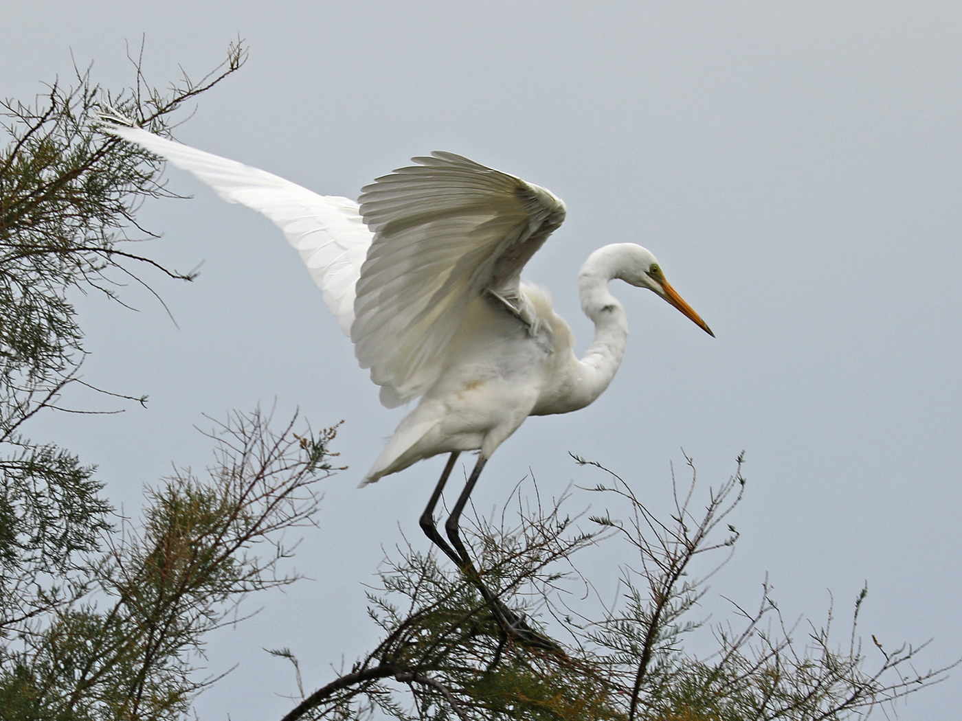 Great Egret (Image ID 42245)