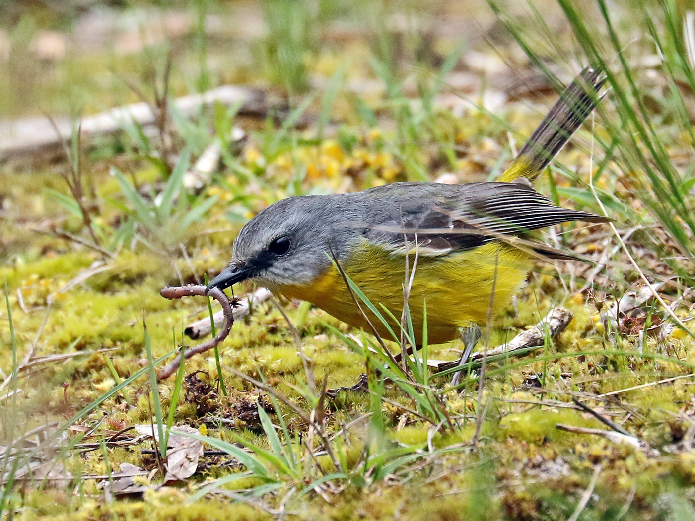 Eastern Yellow Robin (Image ID 42335)