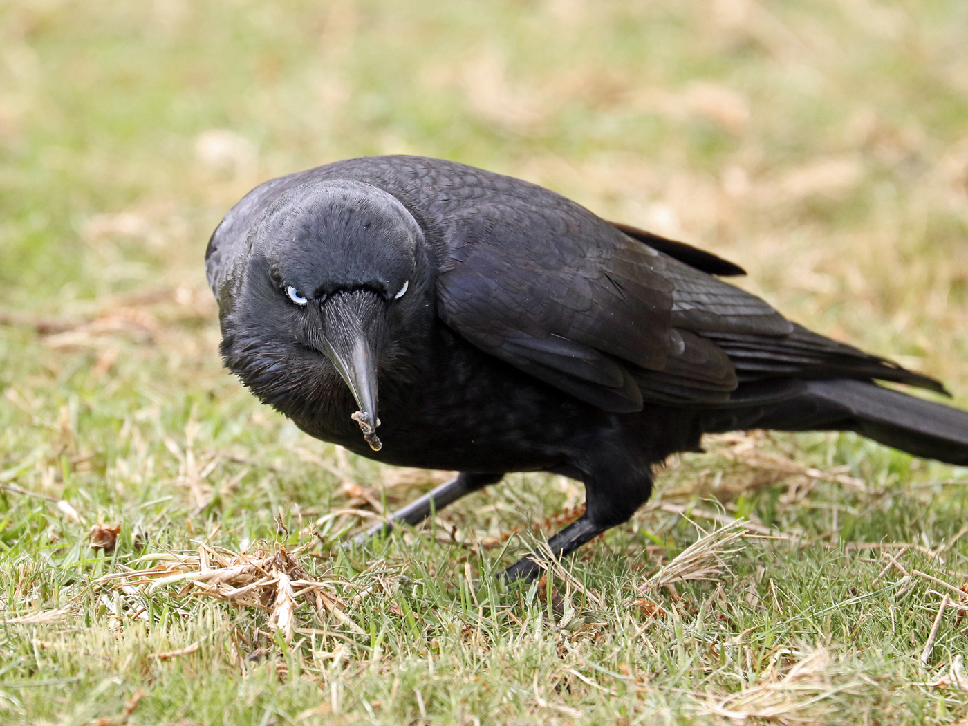 Little Raven (Image ID 42246)