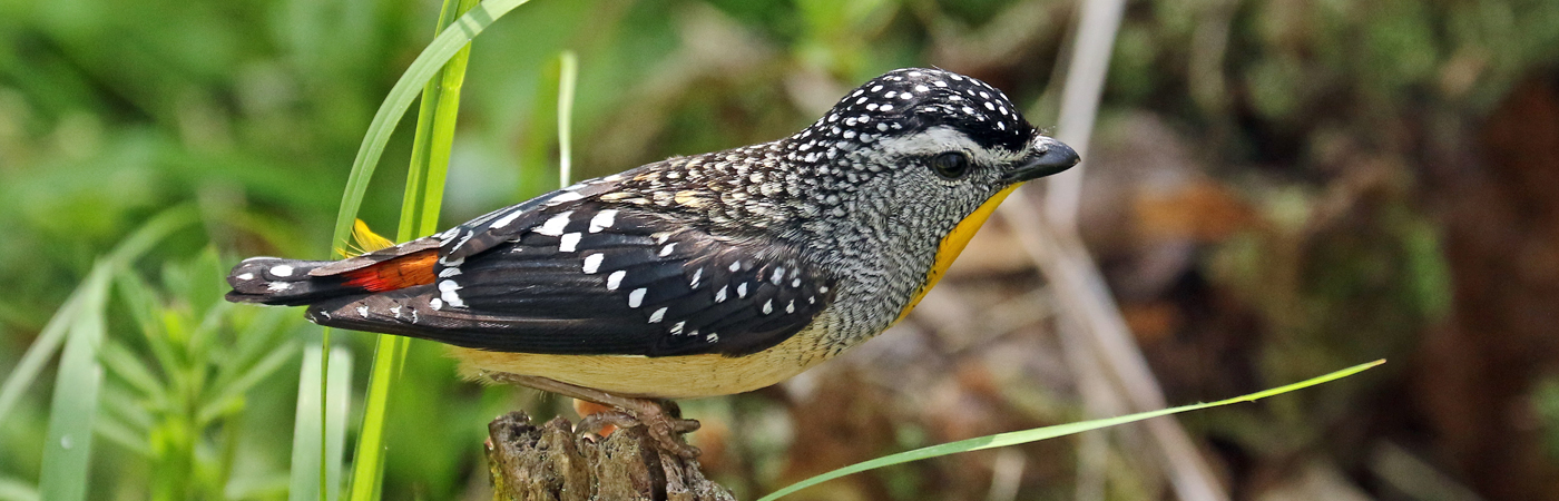 Spotted Pardalote (Image ID 42277)