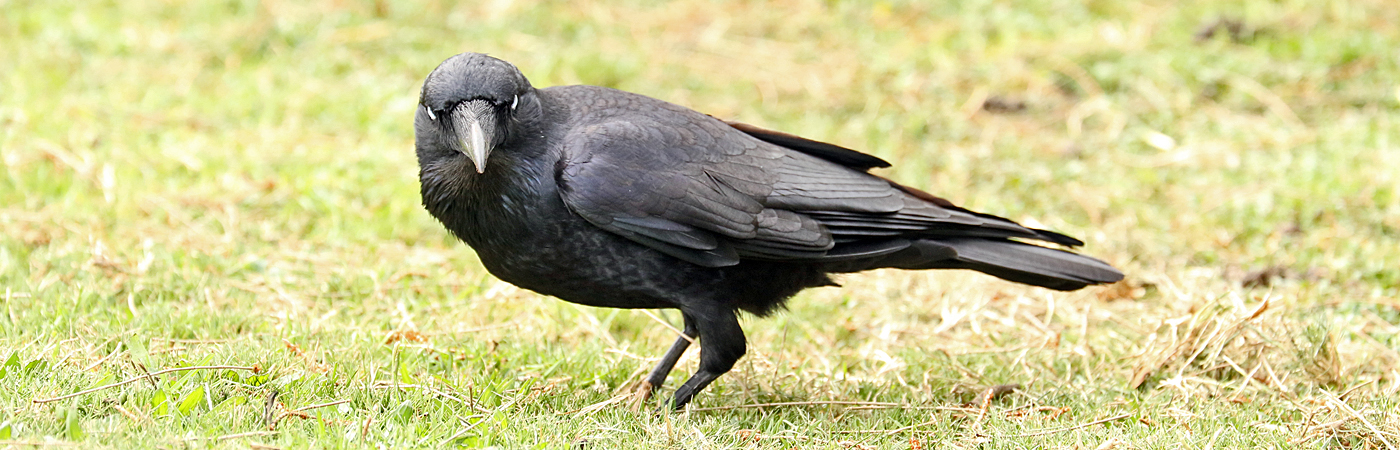 Little Raven (Image ID 42243)