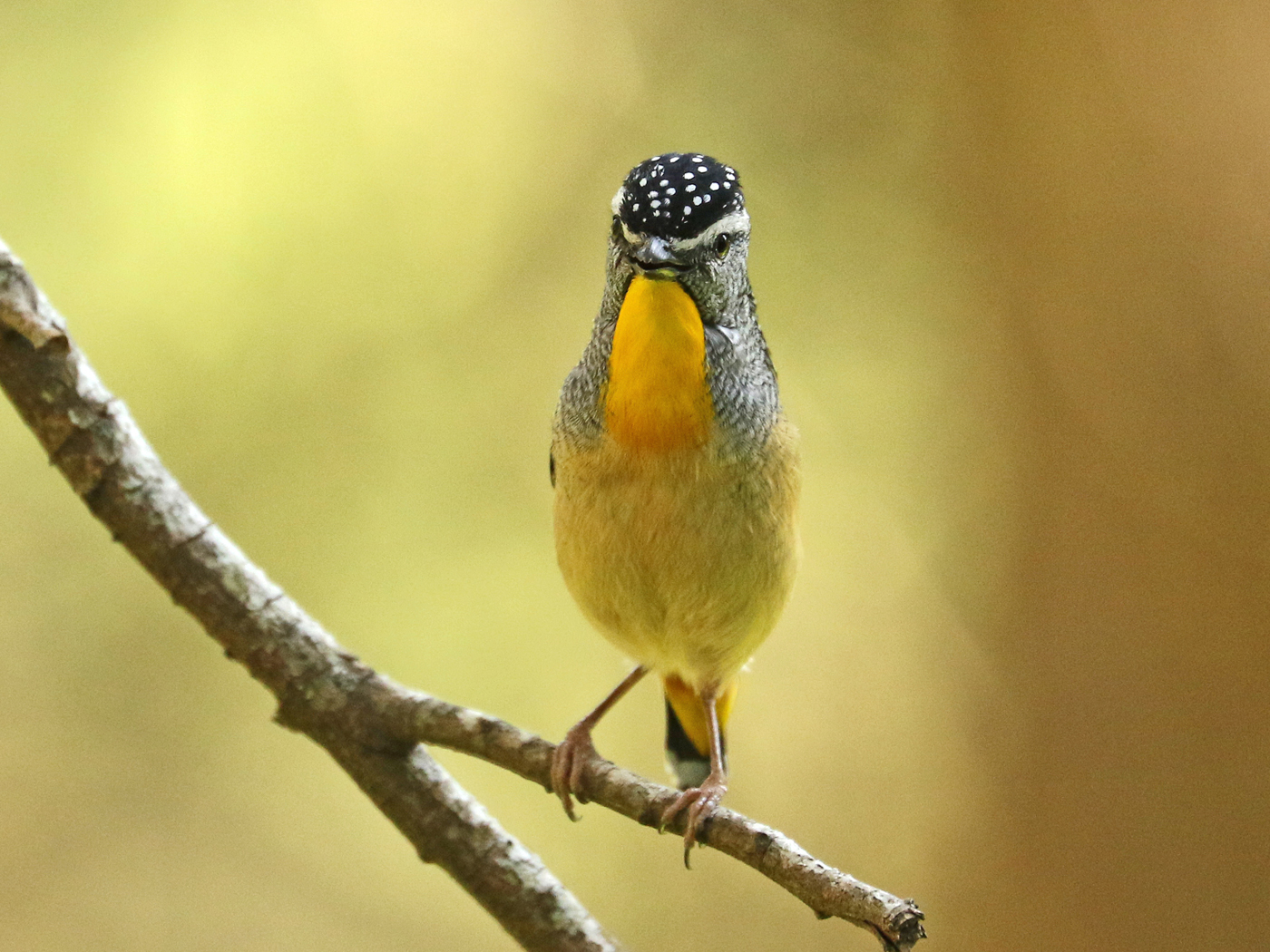 Spotted Pardalote (Image ID 42262)