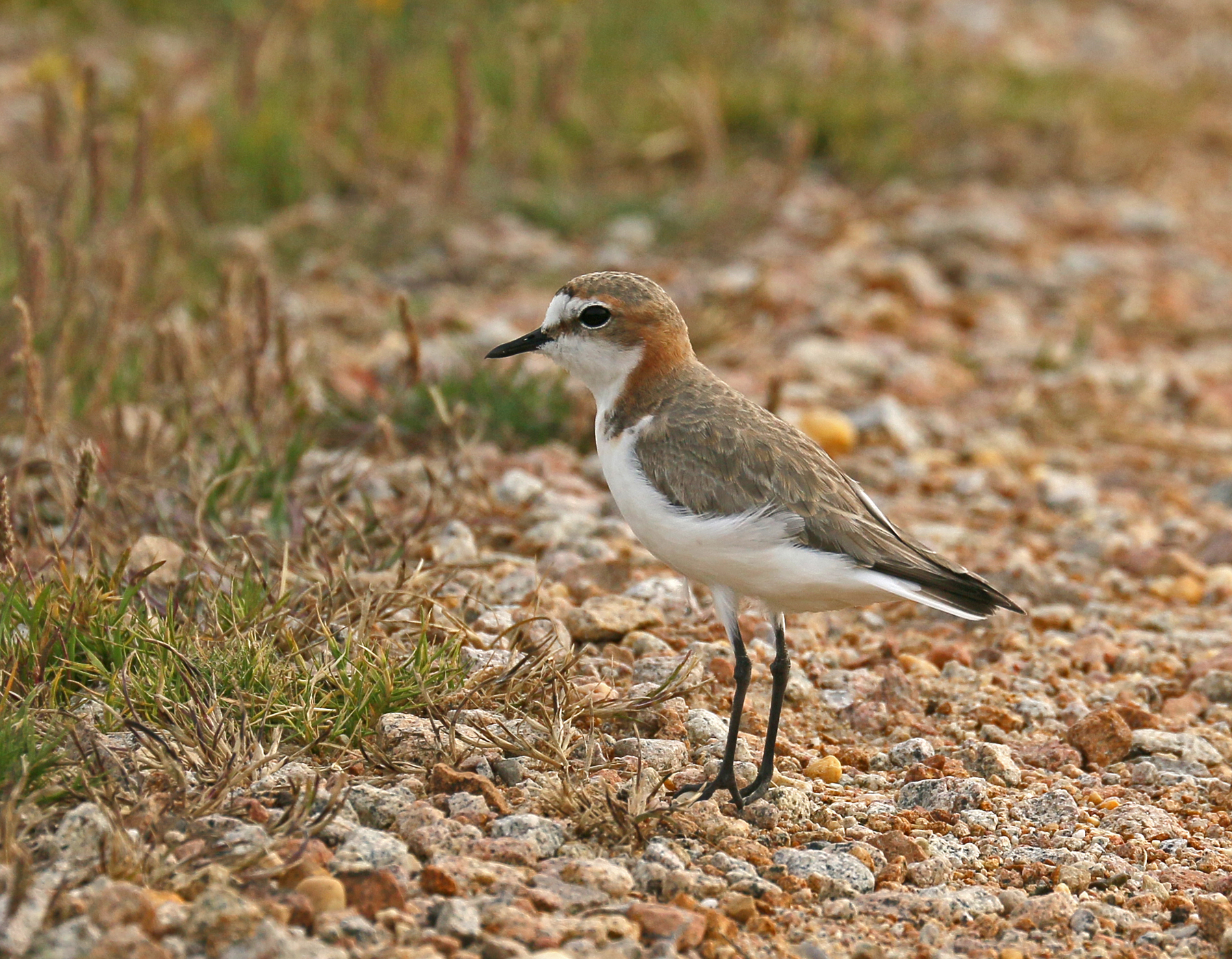 Red-capped Plover (Image ID 42426)