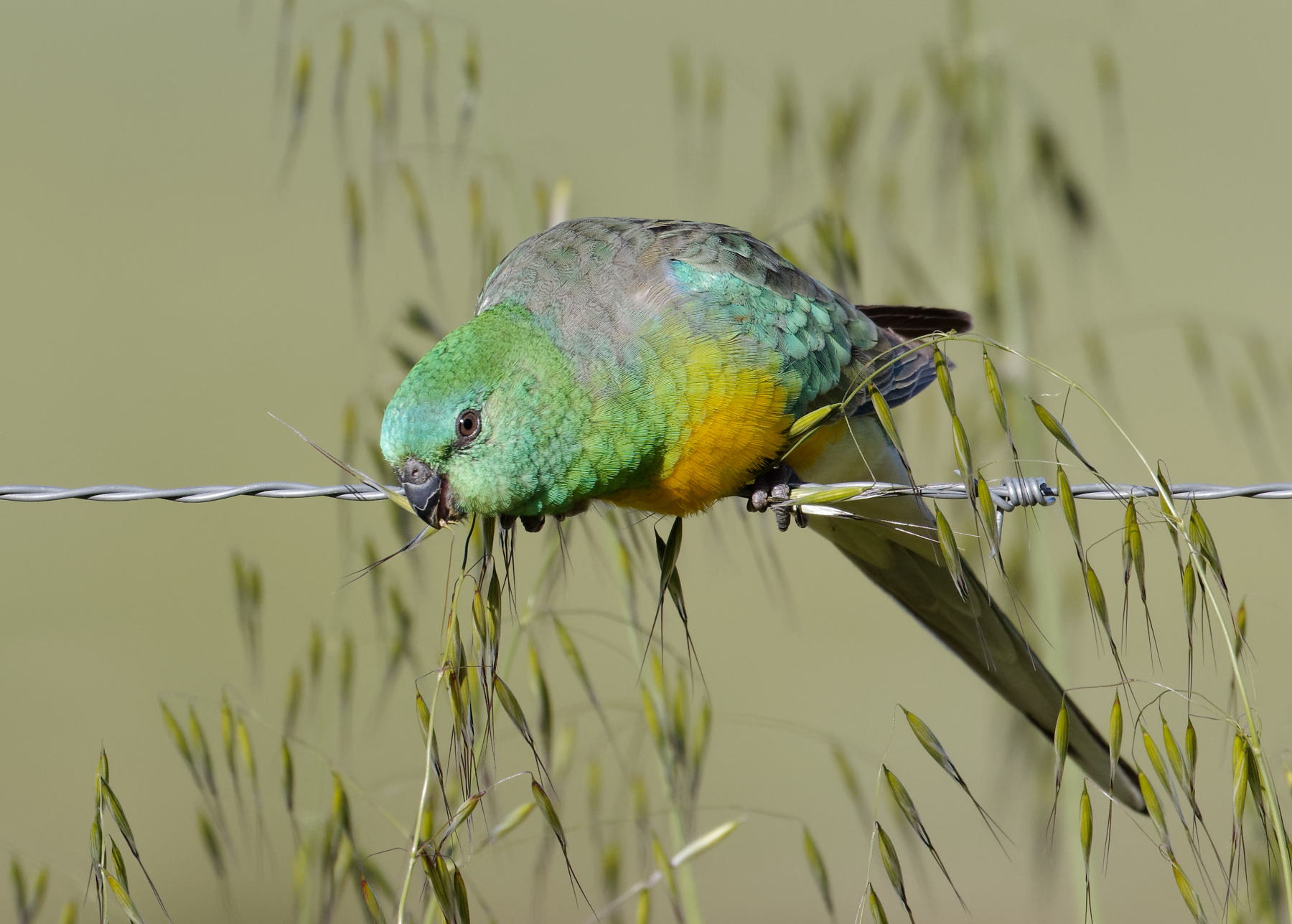 Red-rumped Parrot (Image ID 42558)