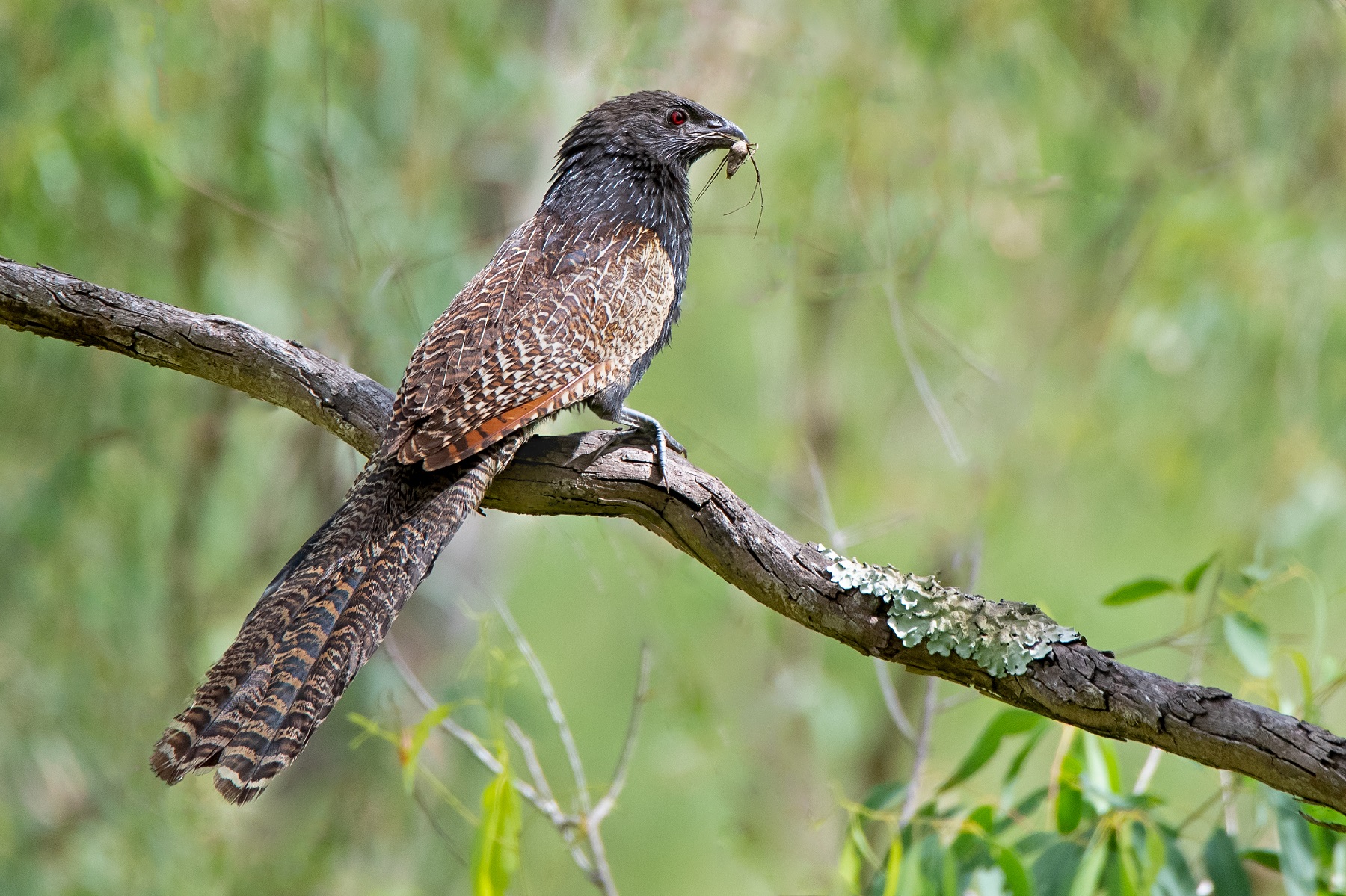 Pheasant Coucal (Image ID 42475)