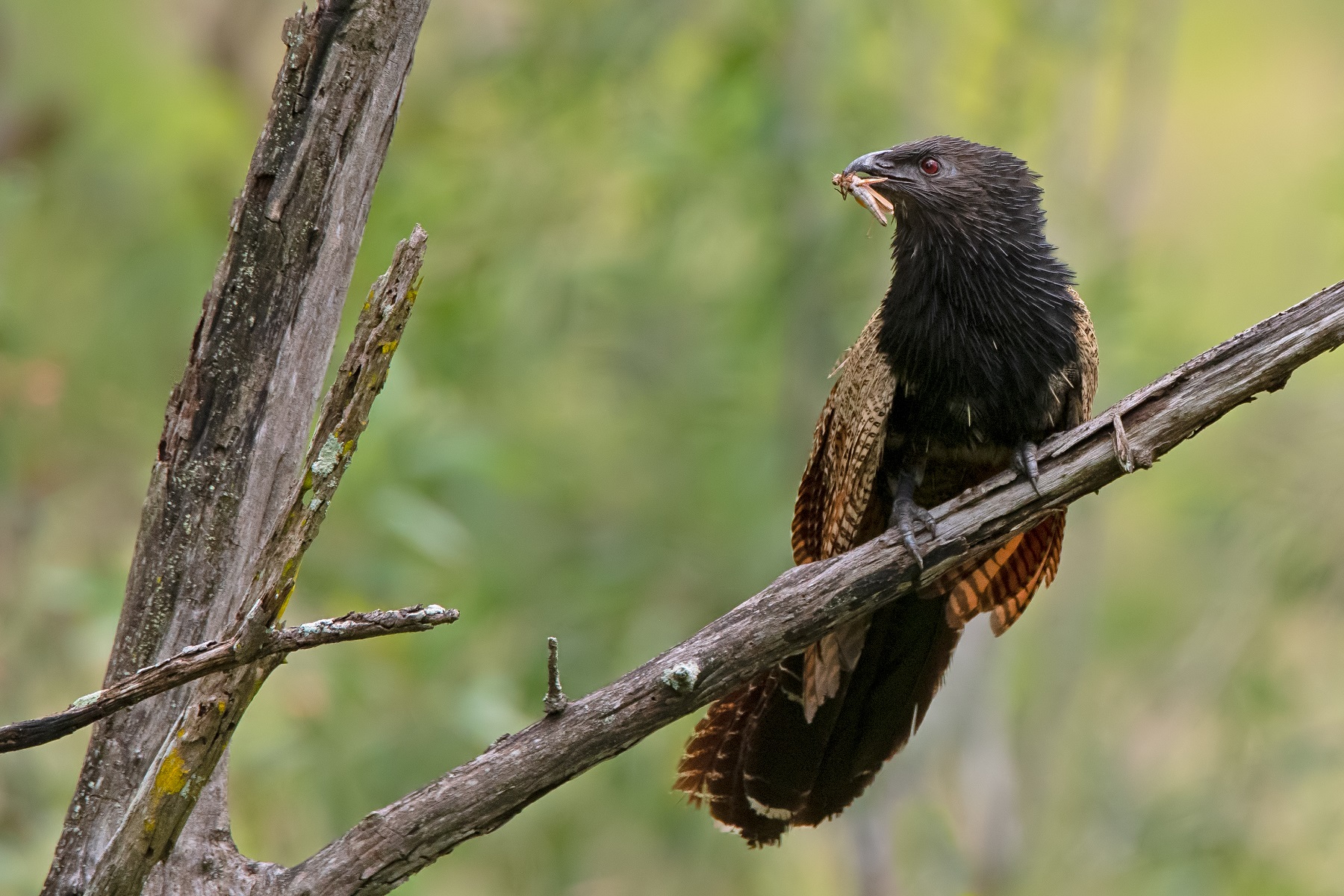 Pheasant Coucal (Image ID 42476)
