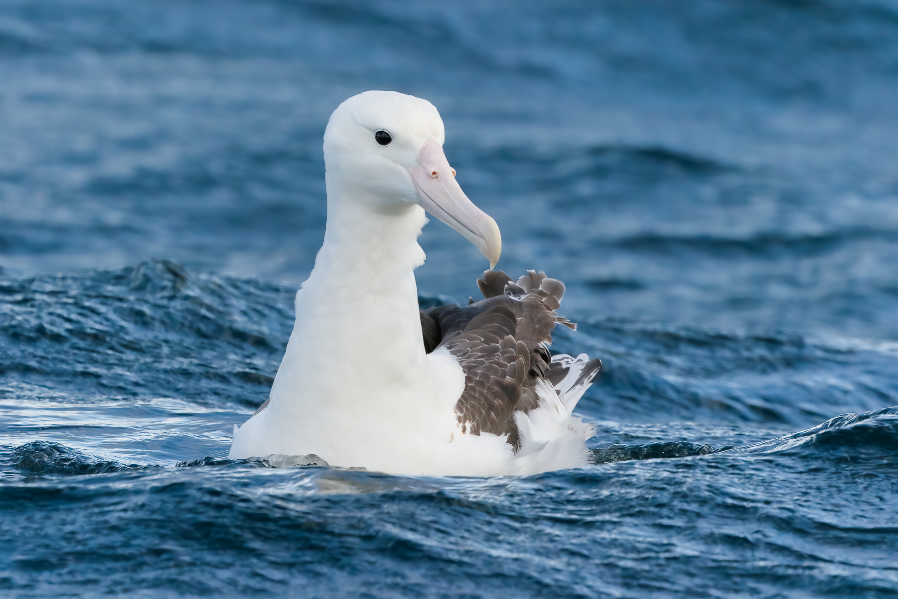 Northern Royal Albatross (Image ID 42394)