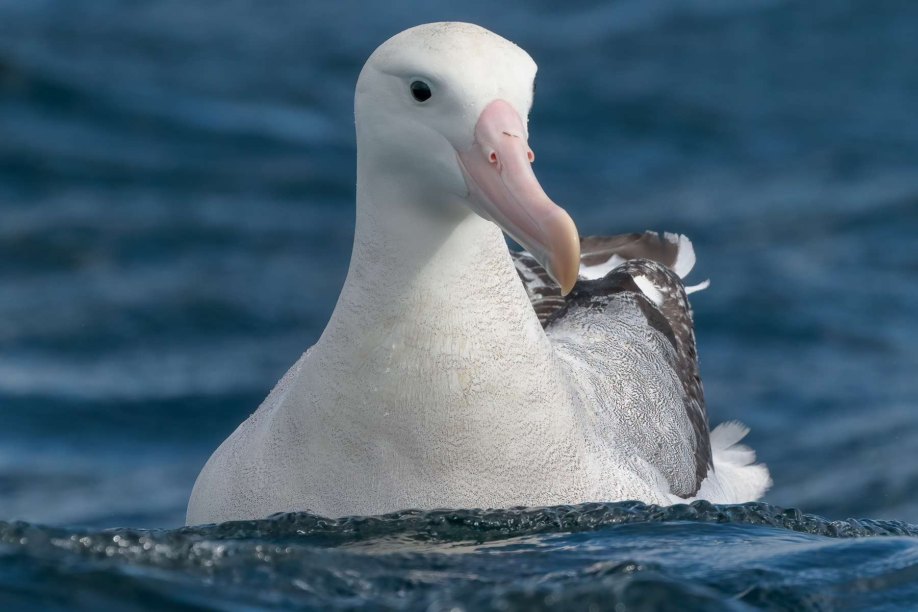 Wandering Albatross (Image ID 42395)
