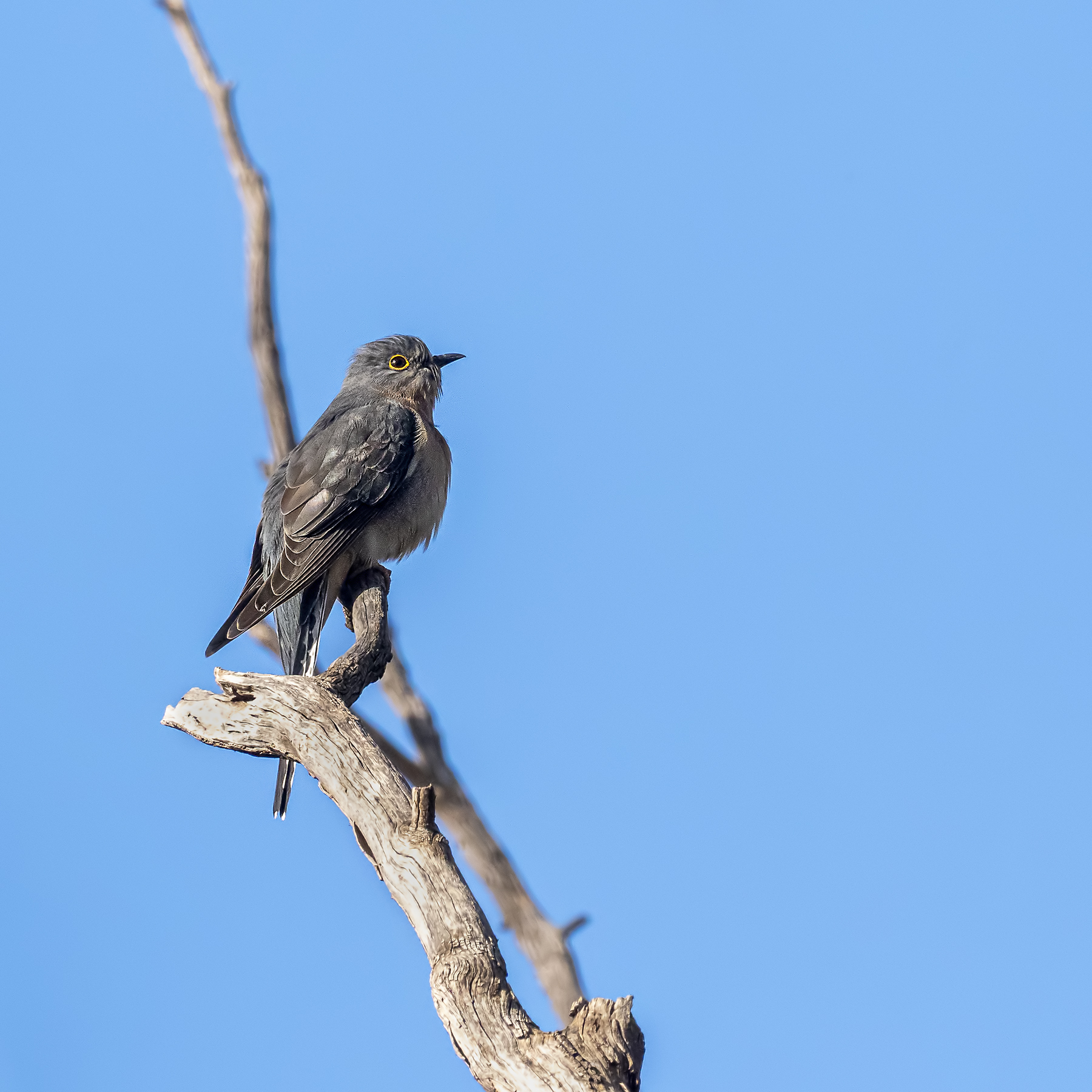 Fan-tailed Cuckoo (Image ID 42257)