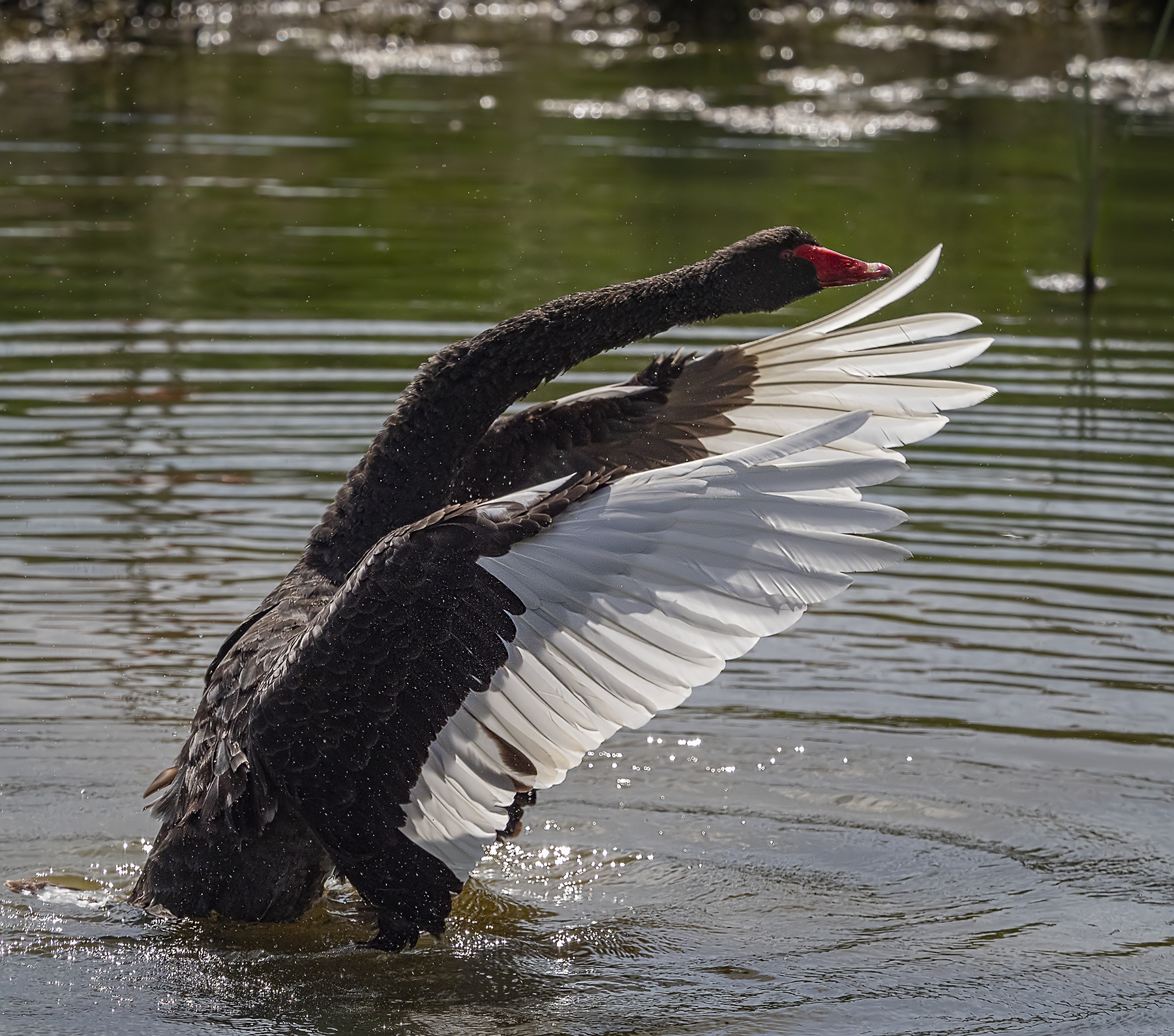 Black Swan (Image ID 42554)