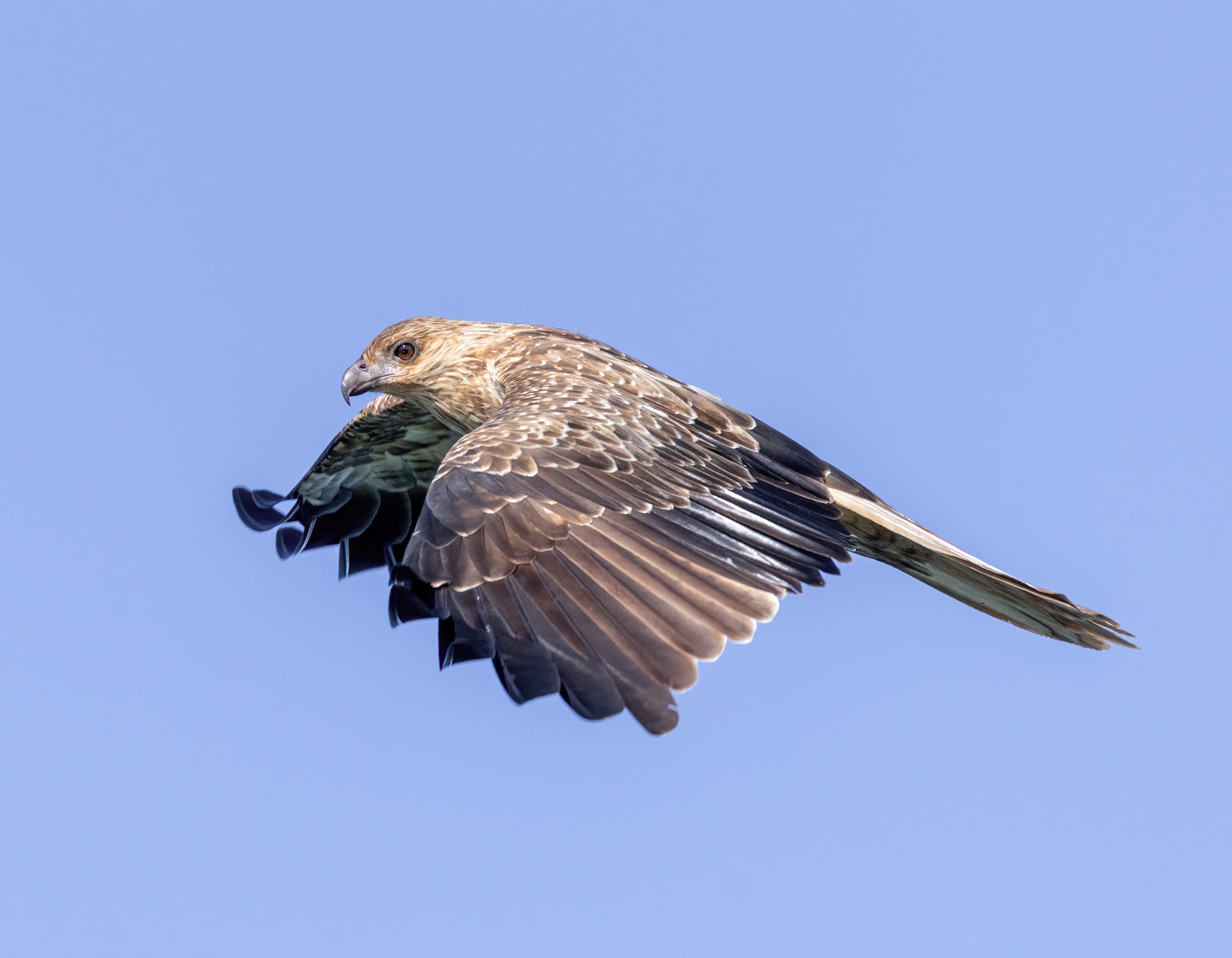 Whistling Kite (Image ID 42472)