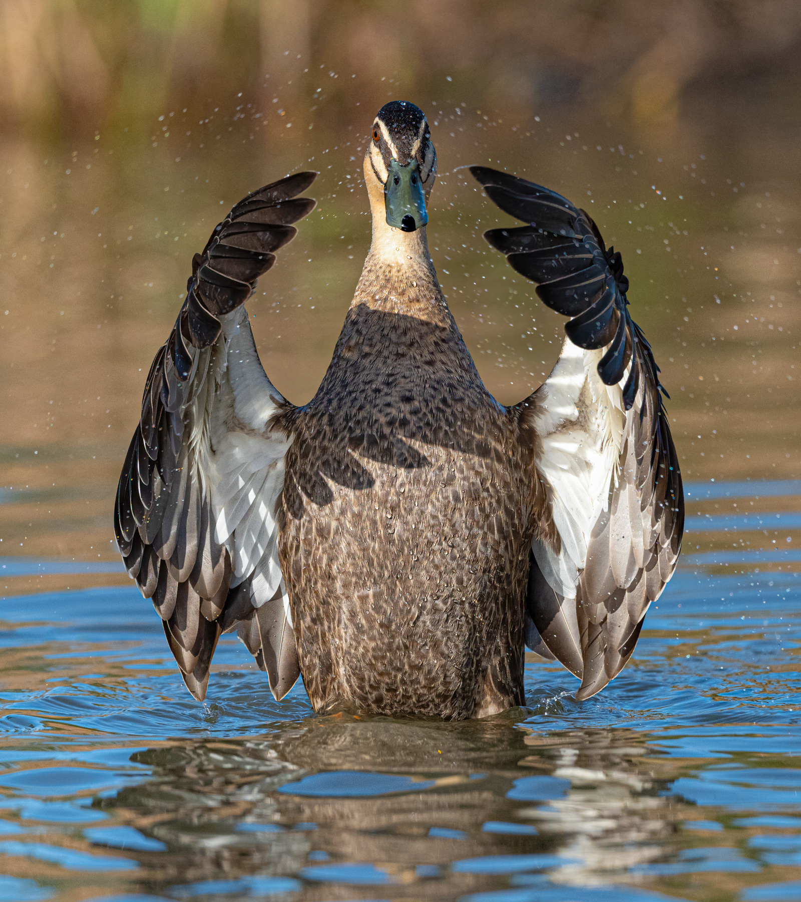 Pacific Black Duck (Image ID 42469)