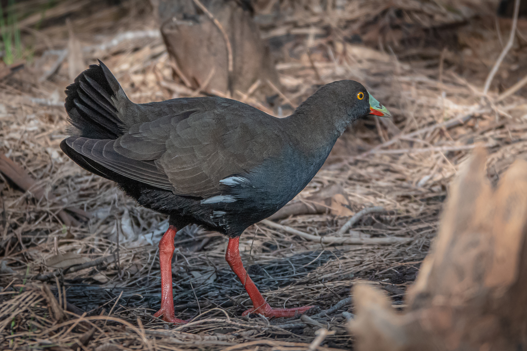 Black-tailed Native-hen (Image ID 42450)