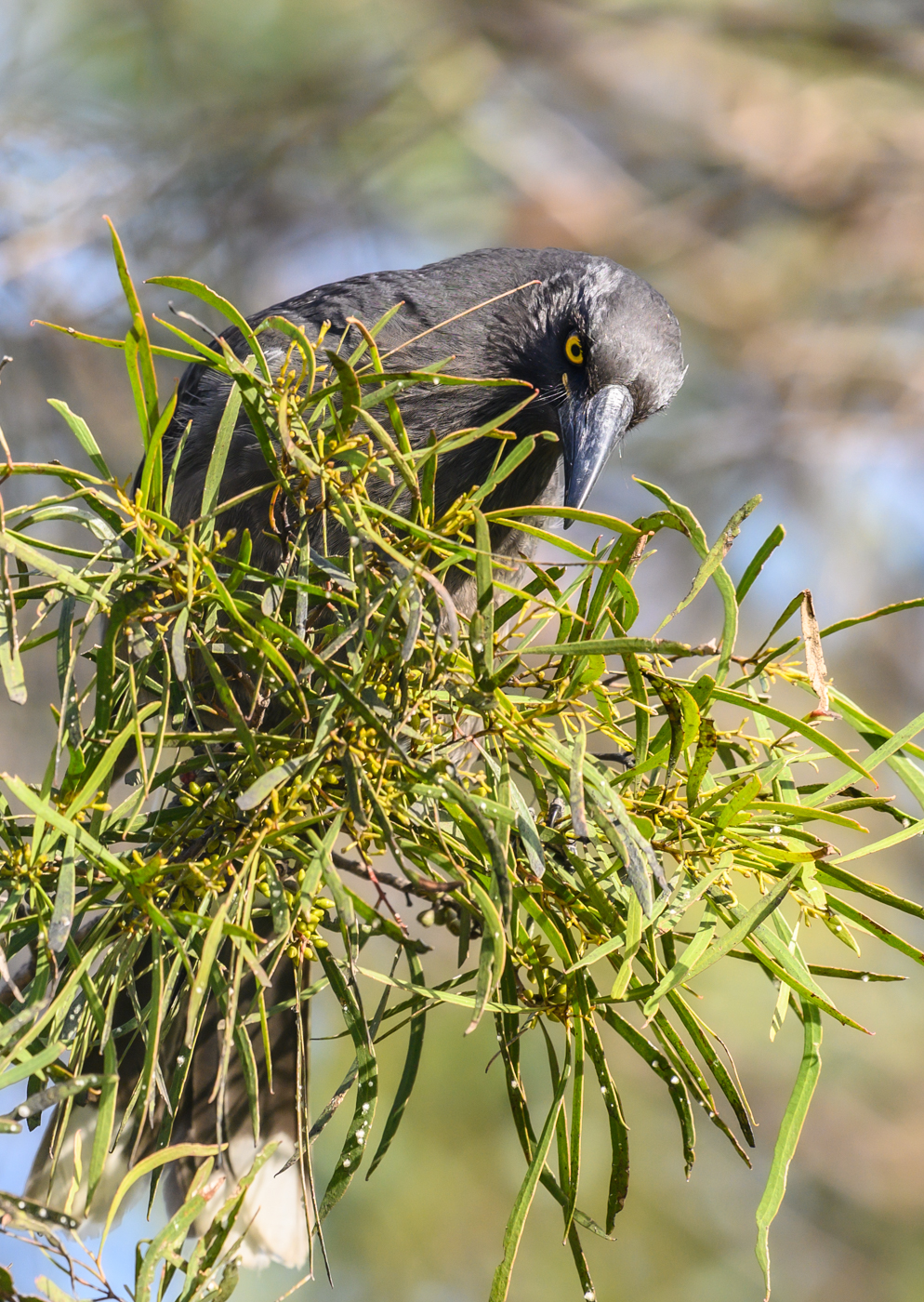 Pied Currawong (Image ID 42210)