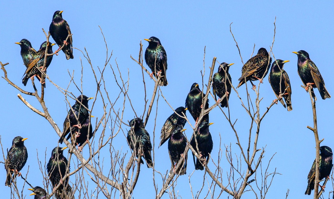 Common Starling (Image ID 42517)