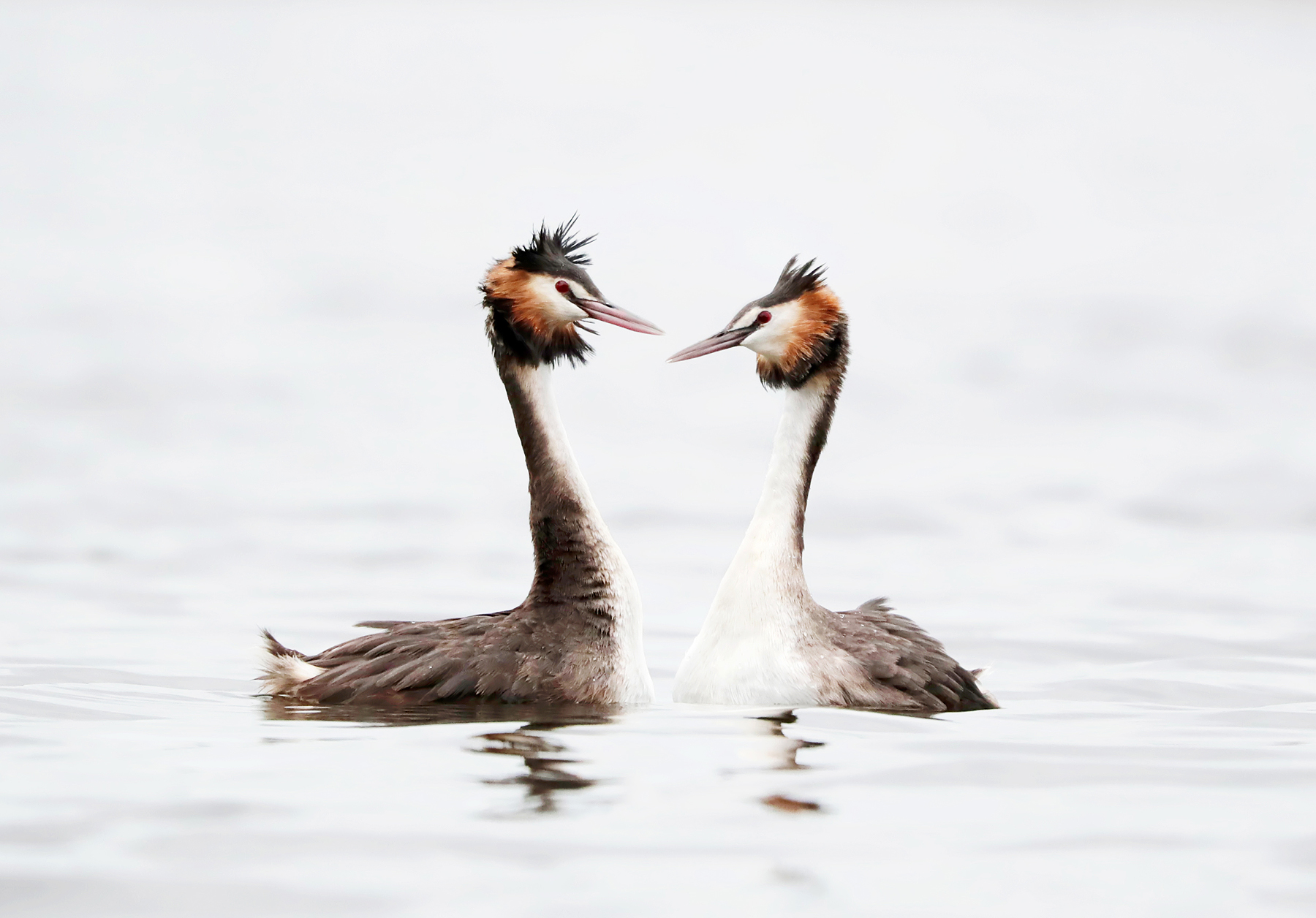 Great Crested Grebe (Image ID 42375)