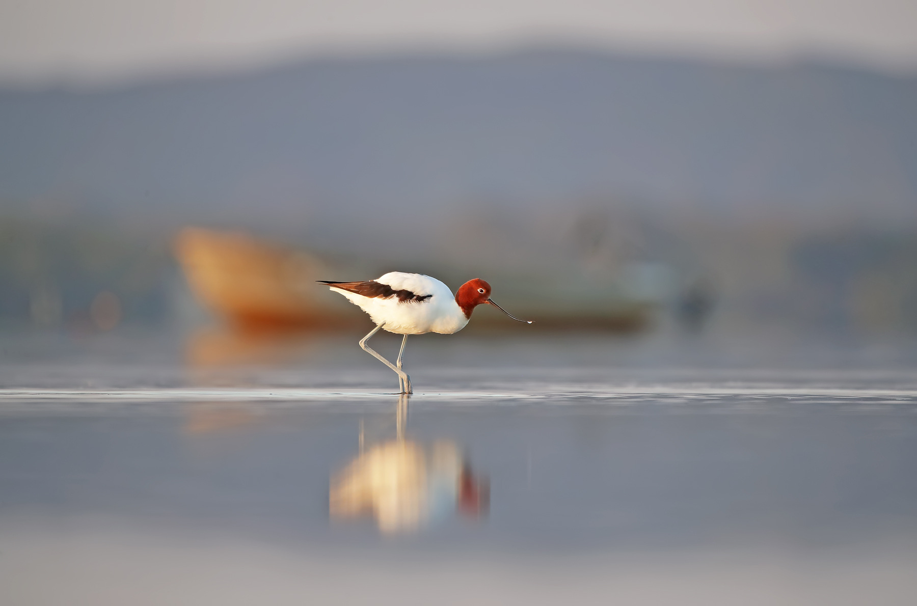 Red-necked Avocet (Image ID 42526)