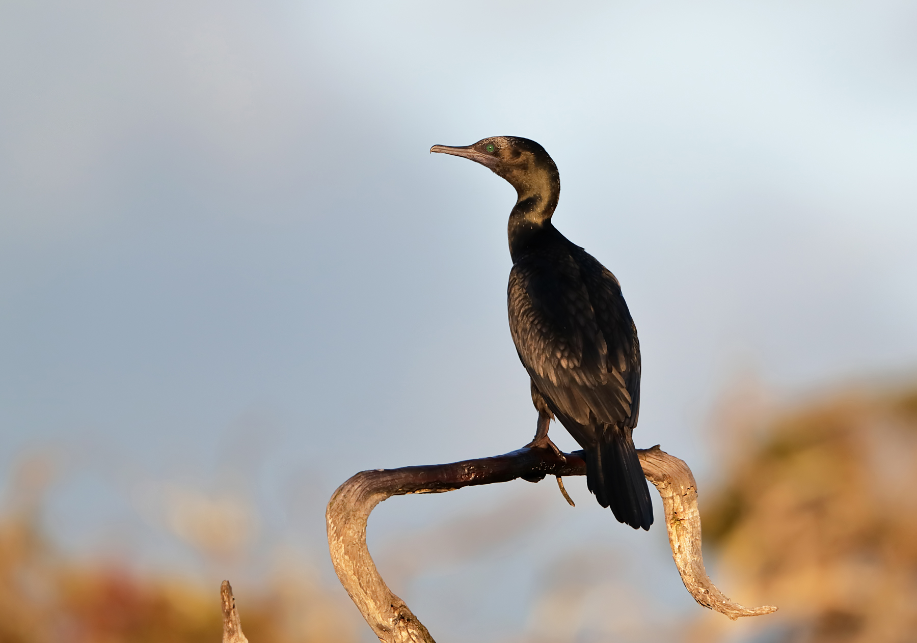 Little Black Cormorant (Image ID 42522)