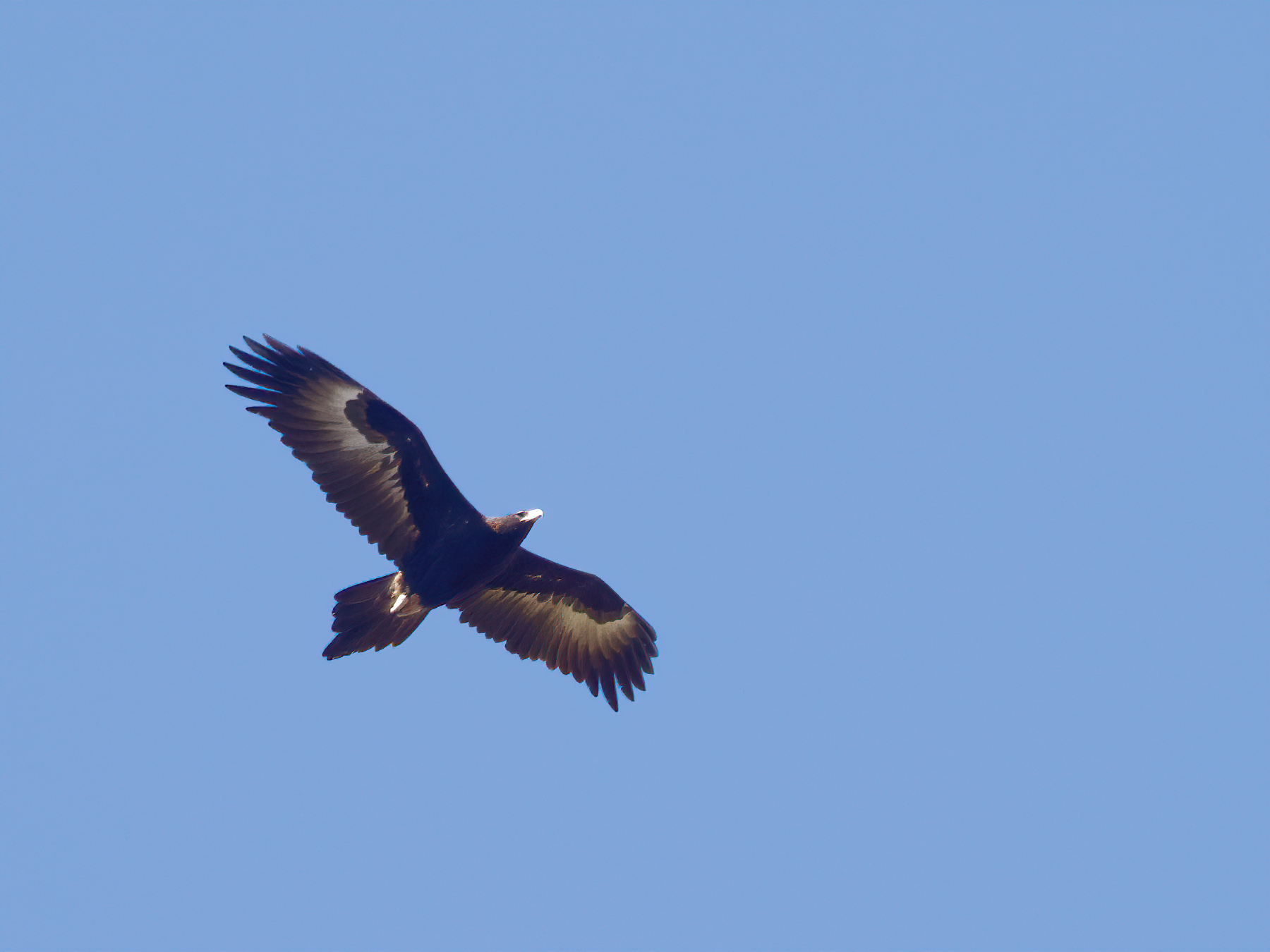 Wedge-tailed Eagle (Image ID 42176)