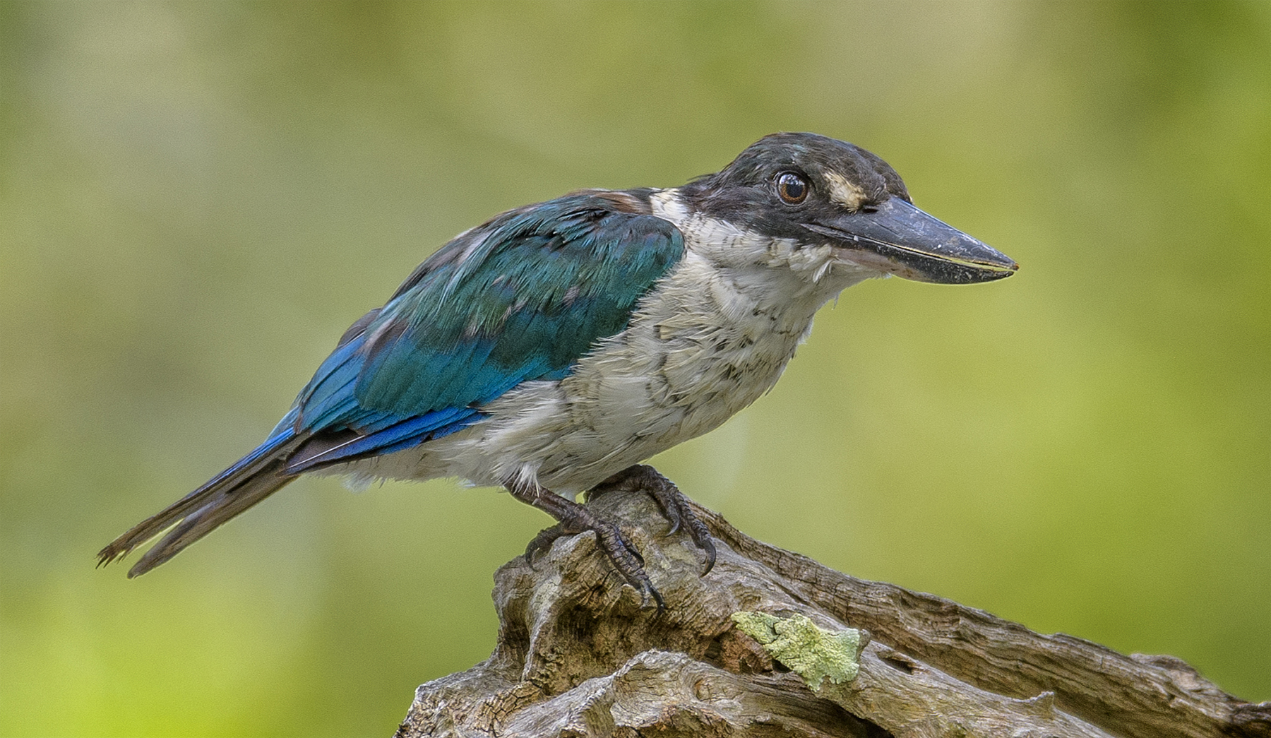 Collared Kingfisher (Image ID 42445)