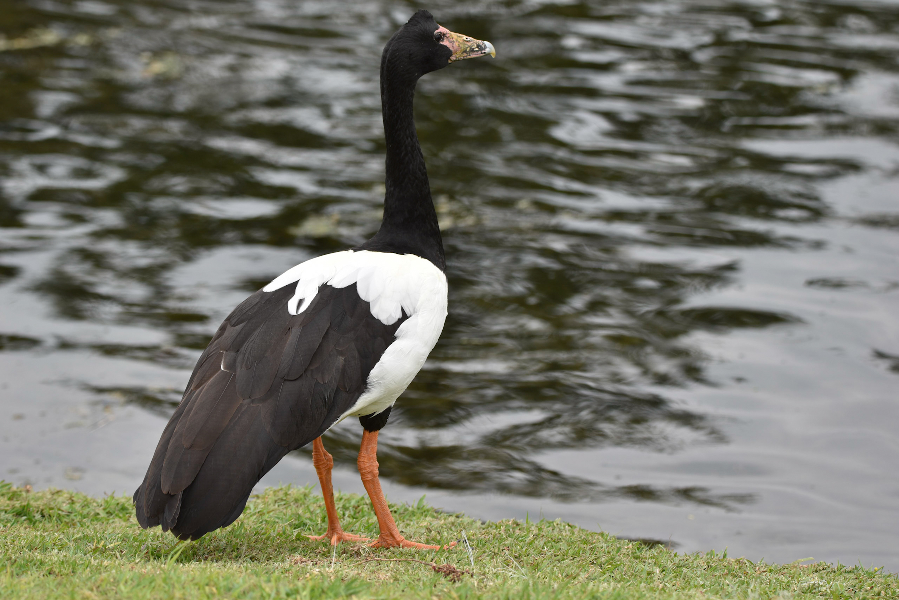 Magpie Goose (Image ID 42529)
