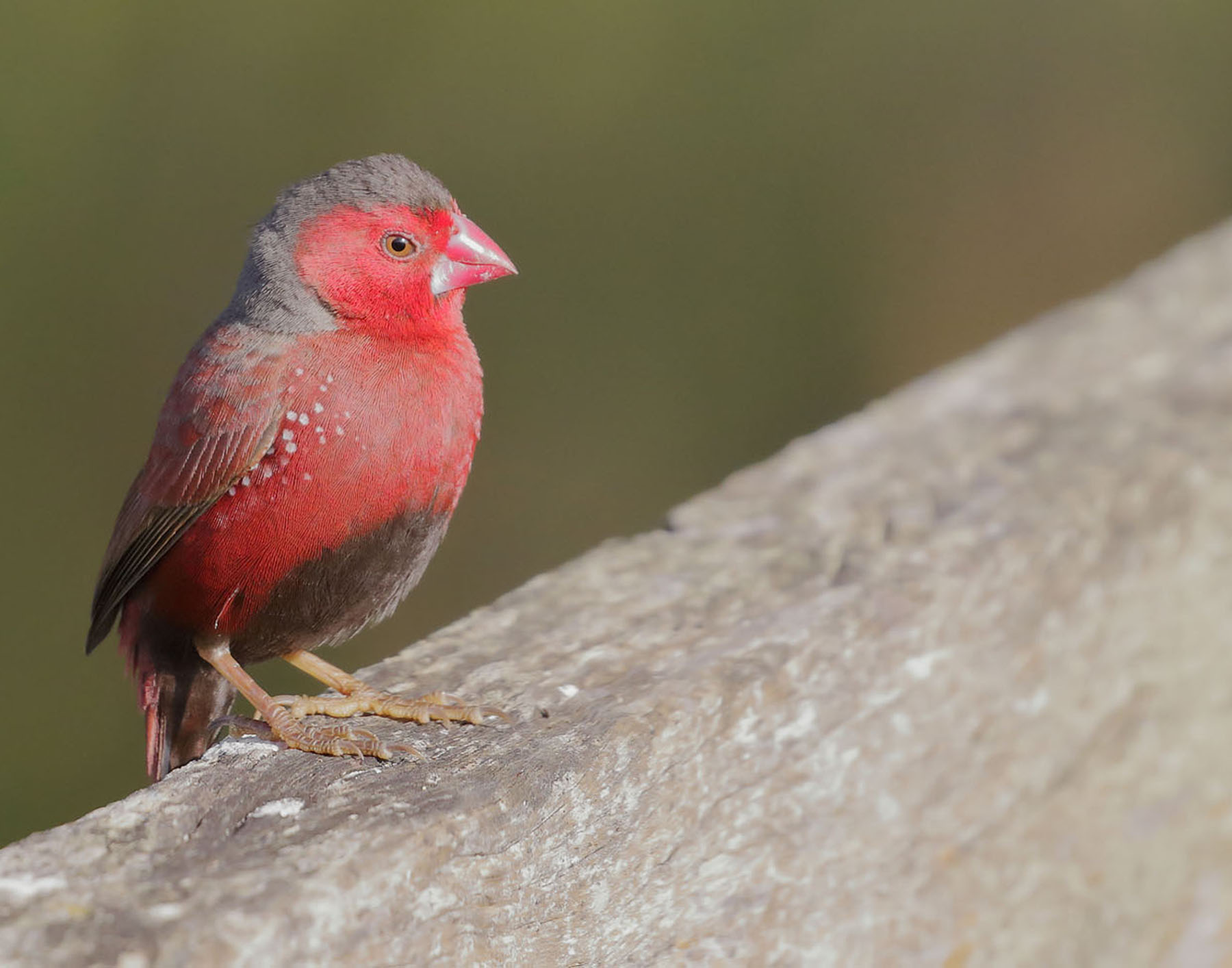 Black-bellied Crimson Finch (Image ID 42580)