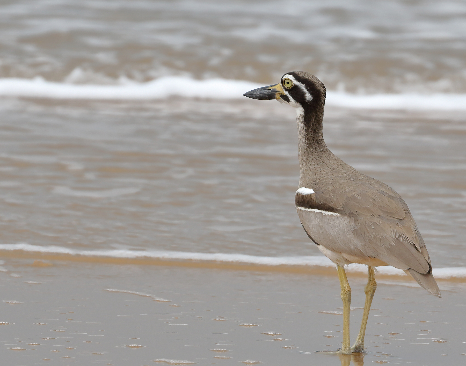 Beach Stone-curlew (Image ID 42283)