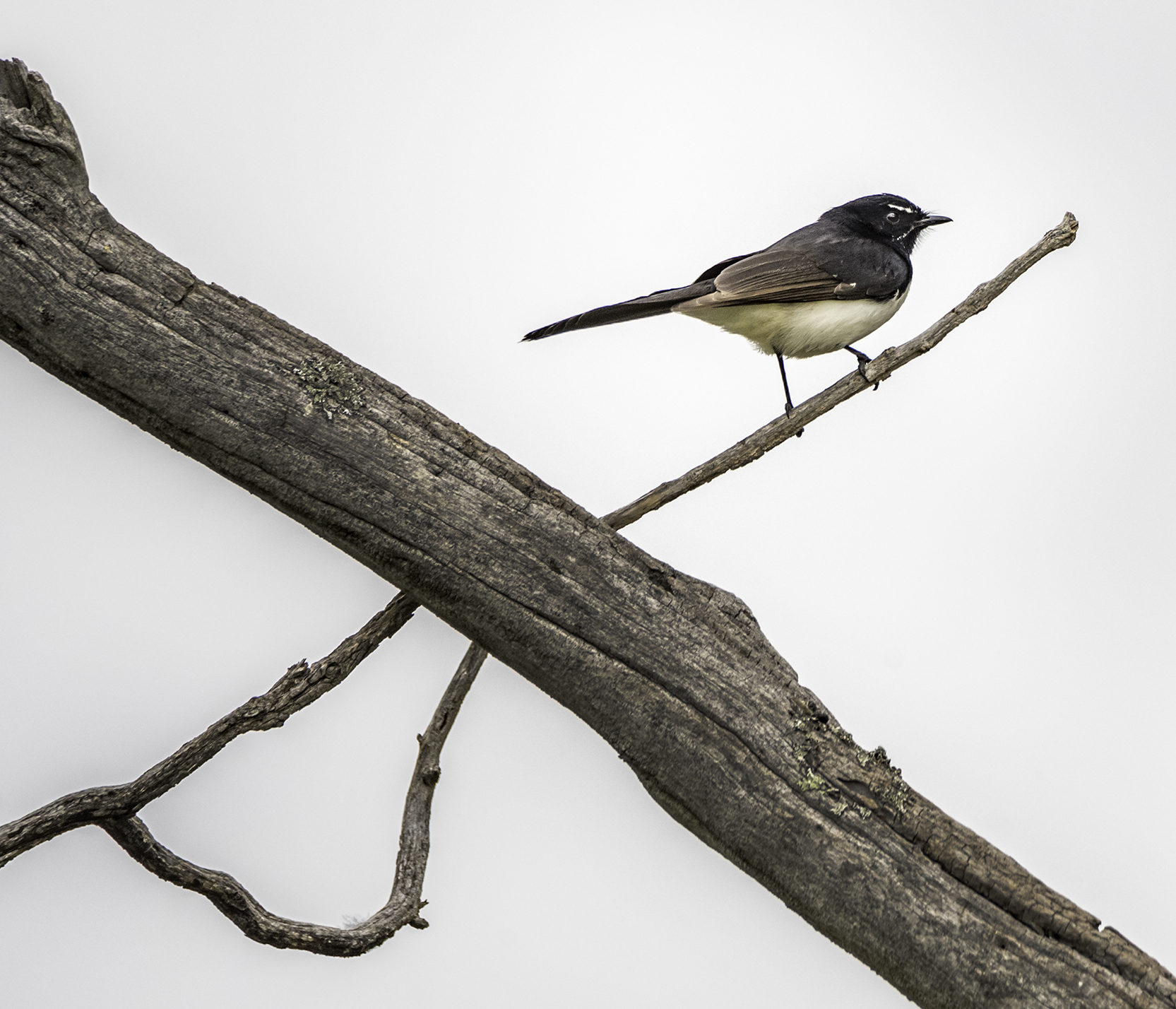 Willie Wagtail (Image ID 42625)