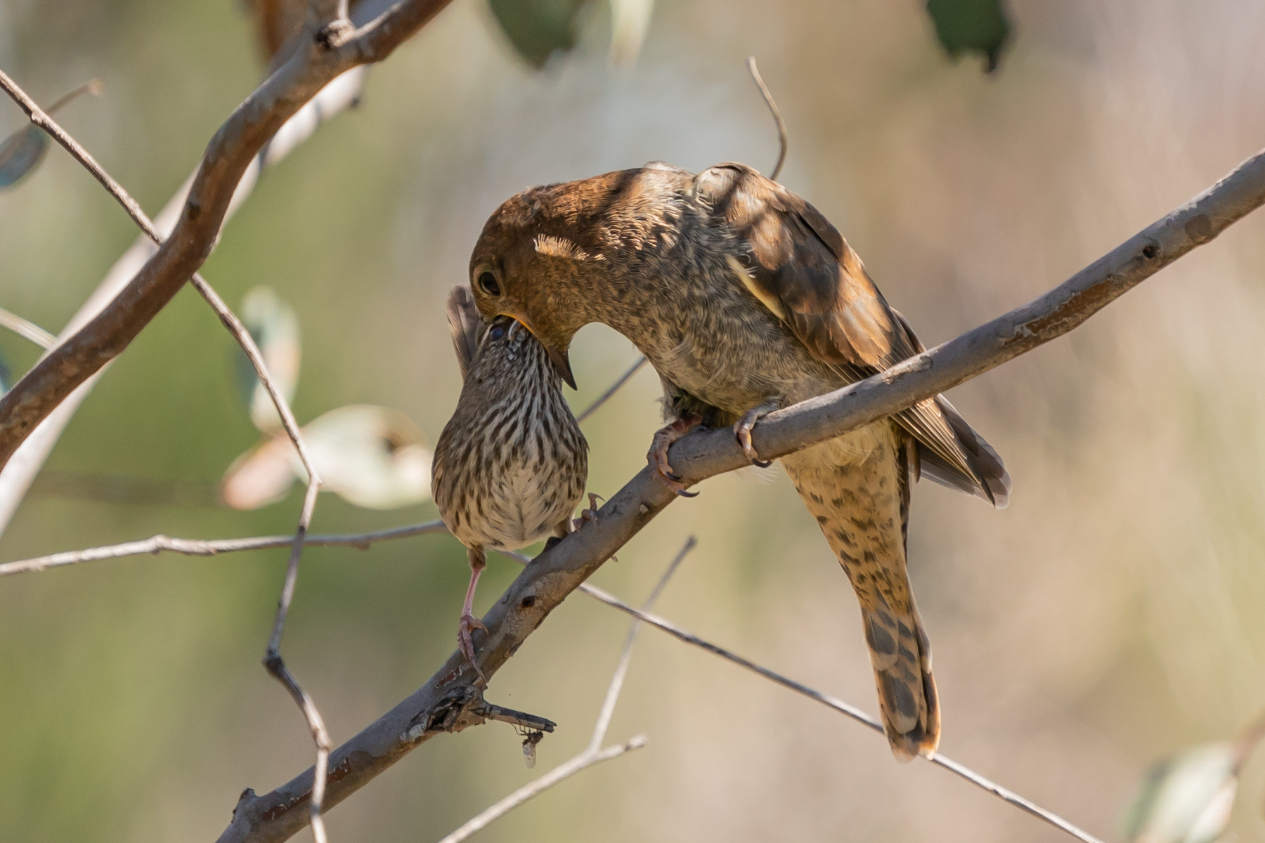 Chestnut-rumped Heathwren, Fan-tailed Cuckoo (Image ID 42946)