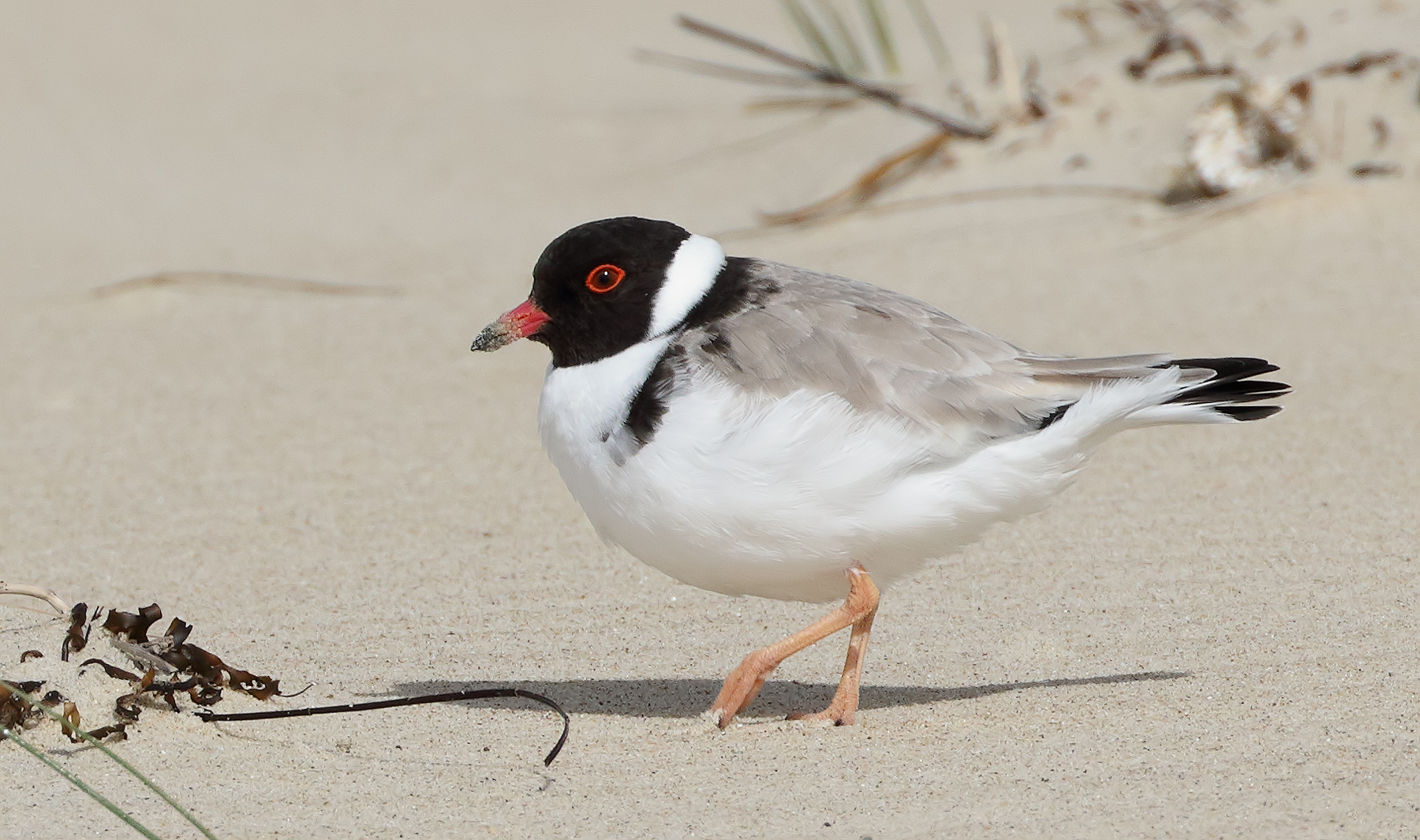 Hooded Plover (Image ID 43104)