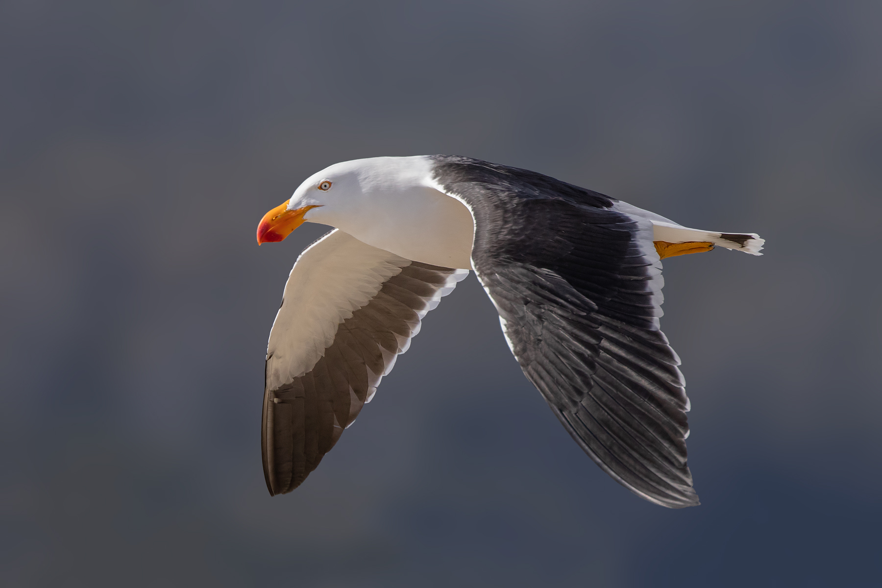 Pacific Gull (Image ID 43002)