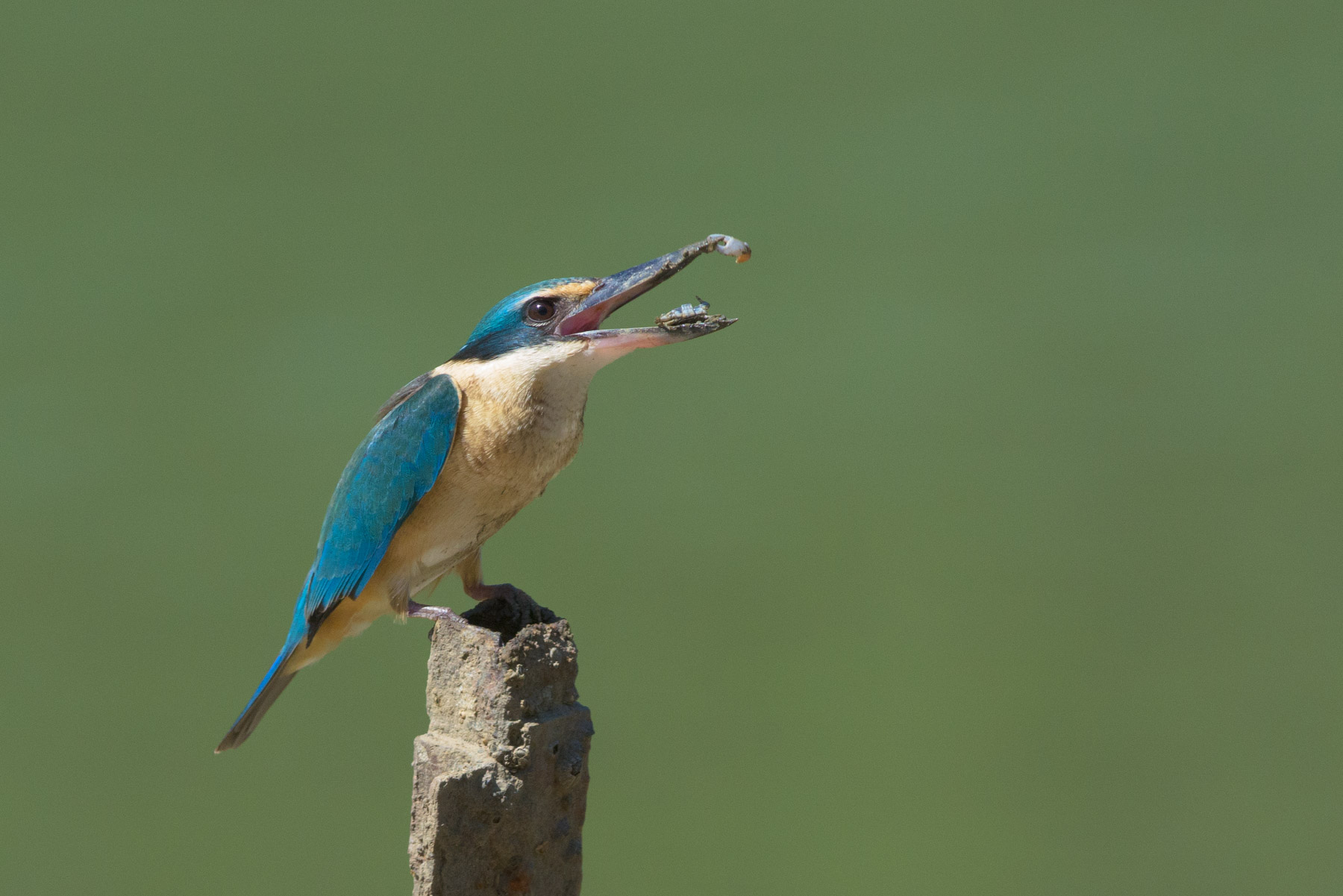 Sacred Kingfisher (Image ID 43085)