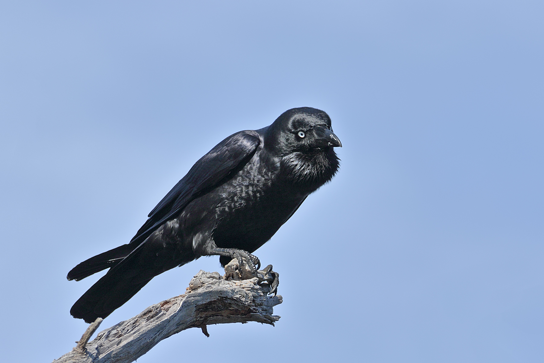 Forest Raven (Image ID 42868)