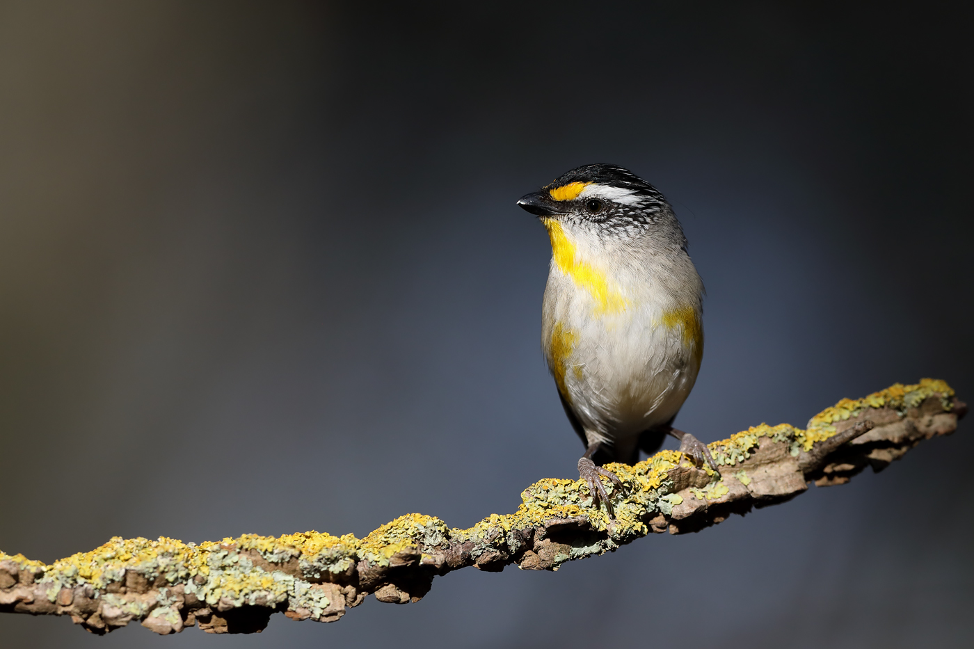 Striated Pardalote (Image ID 43083)
