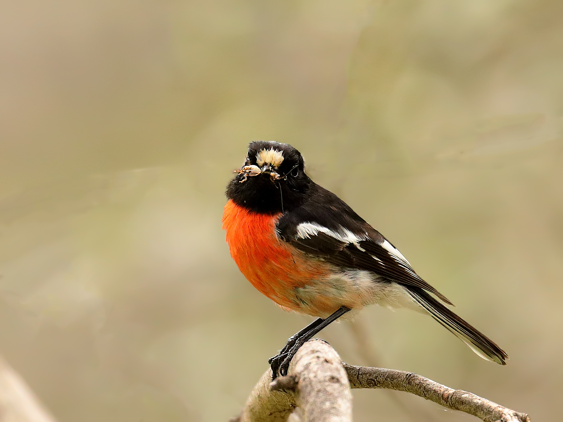 Scarlet Robin (Image ID 42801)