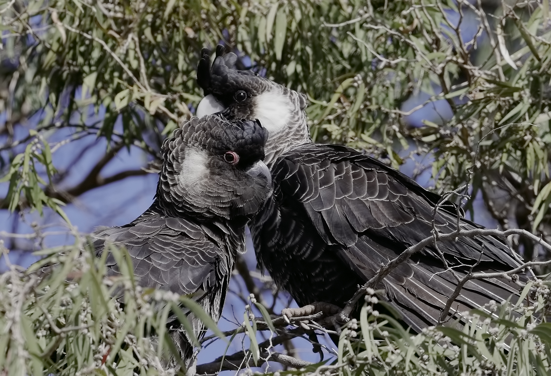 Carnaby's Black-Cockatoo (Image ID 42914)