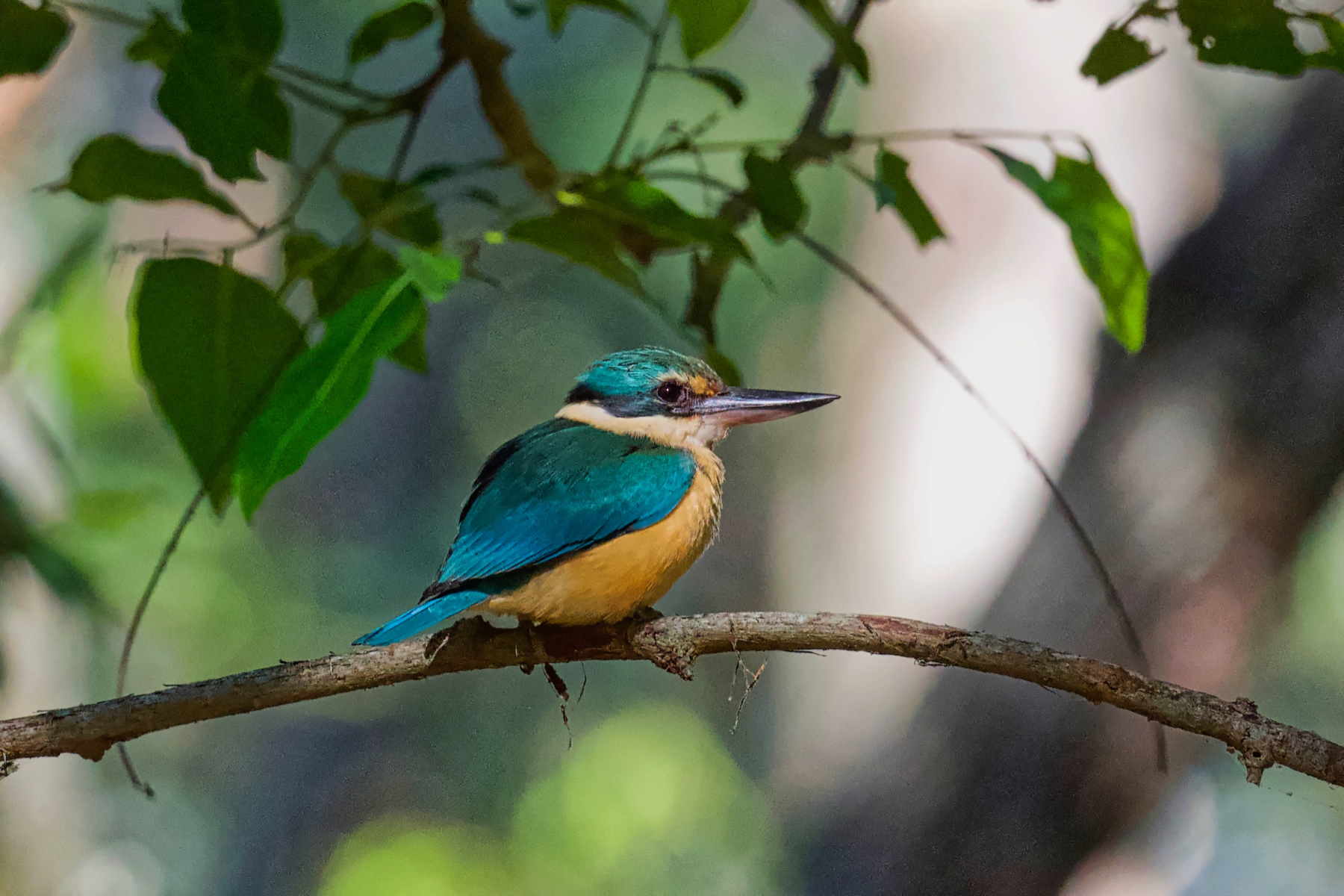 Sacred Kingfisher (Image ID 42833)
